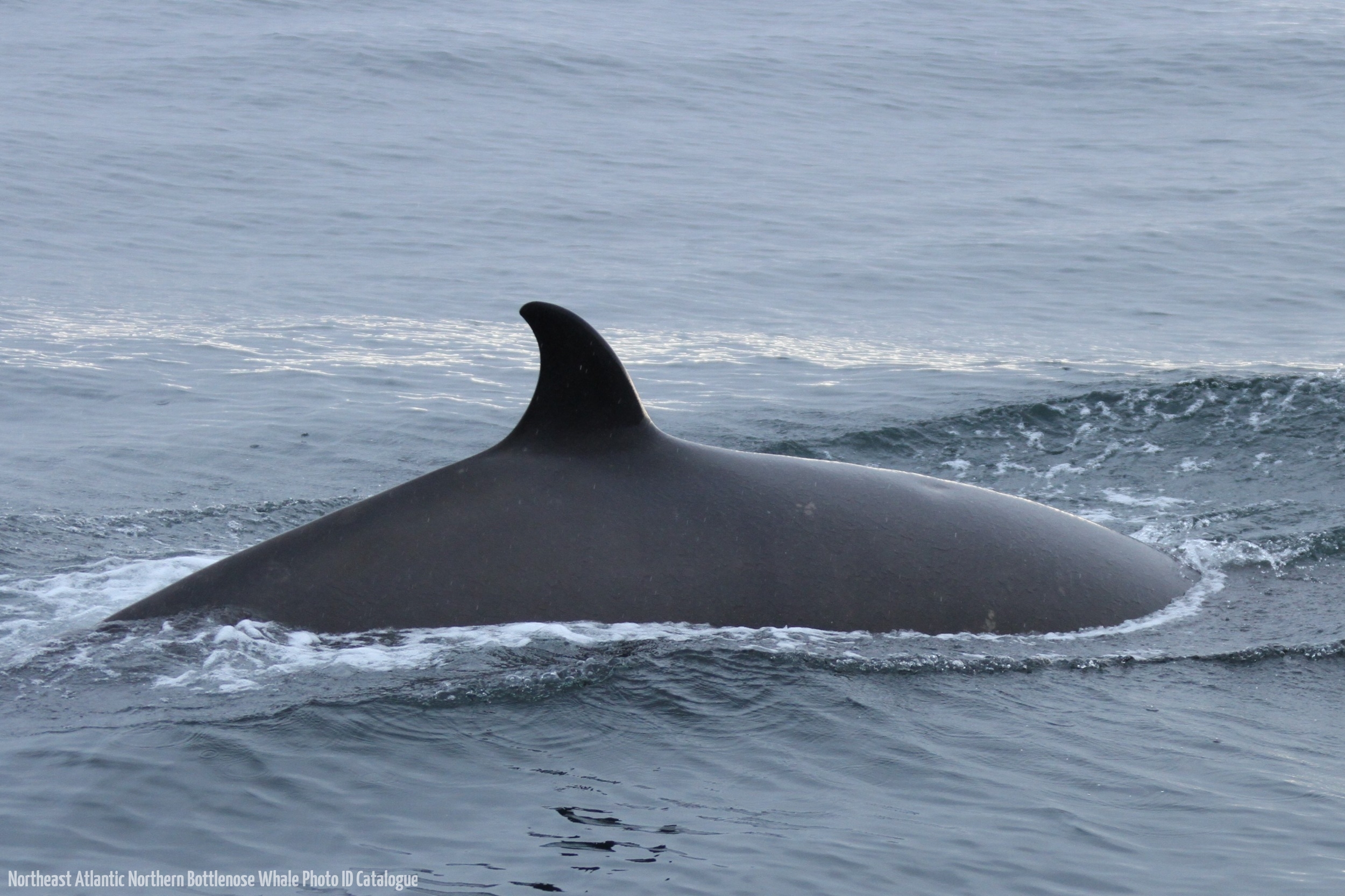 Whale ID: 0251,  Date taken: 24-06-2013,  Photographer: Paul H. Ensor
