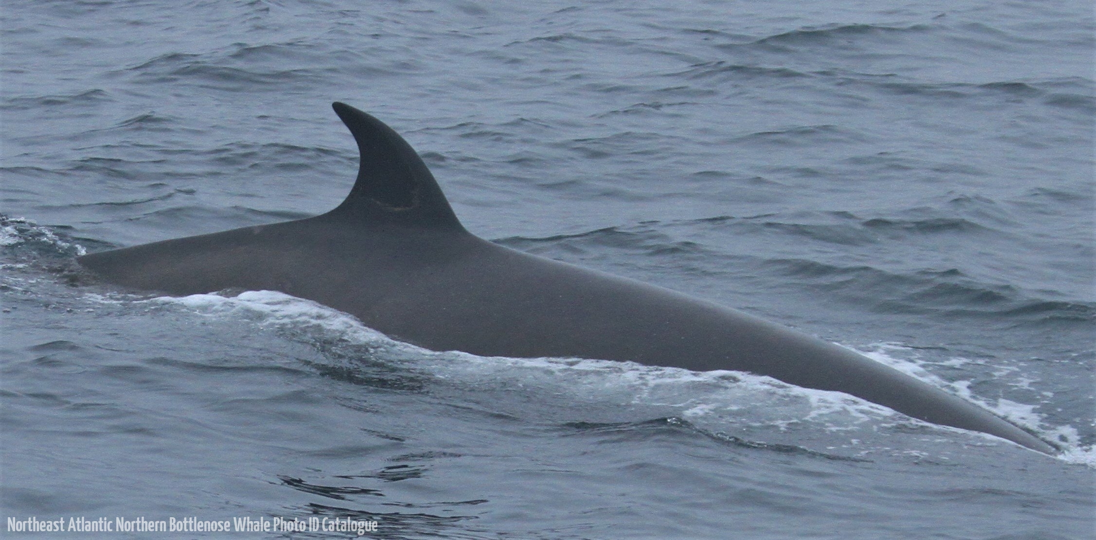Whale ID: 0253,  Date taken: 24-06-2013,  Photographer: Paul H. Ensor