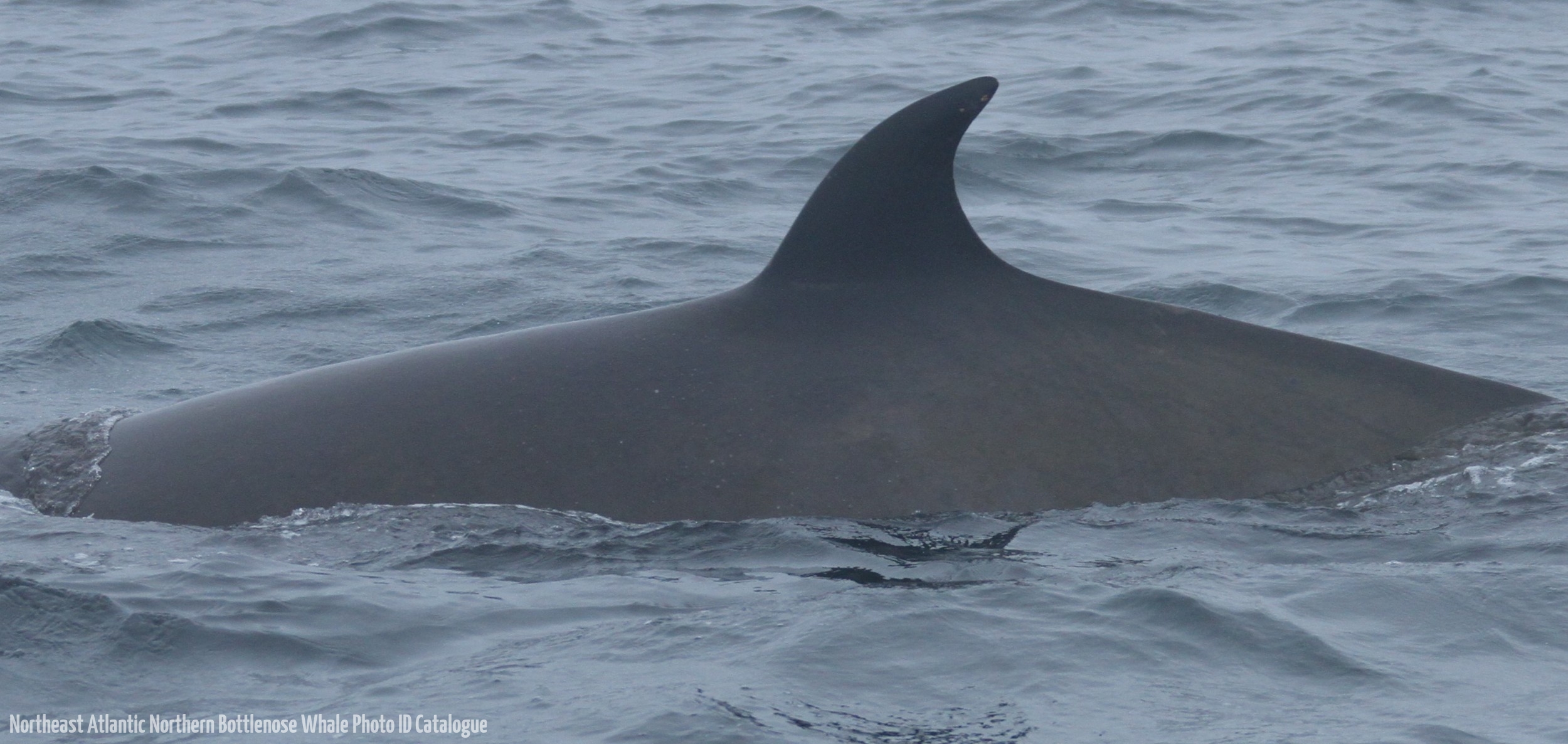 Whale ID: 0002,  Date taken: 24-06-2013,  Photographer: Paul H. Ensor