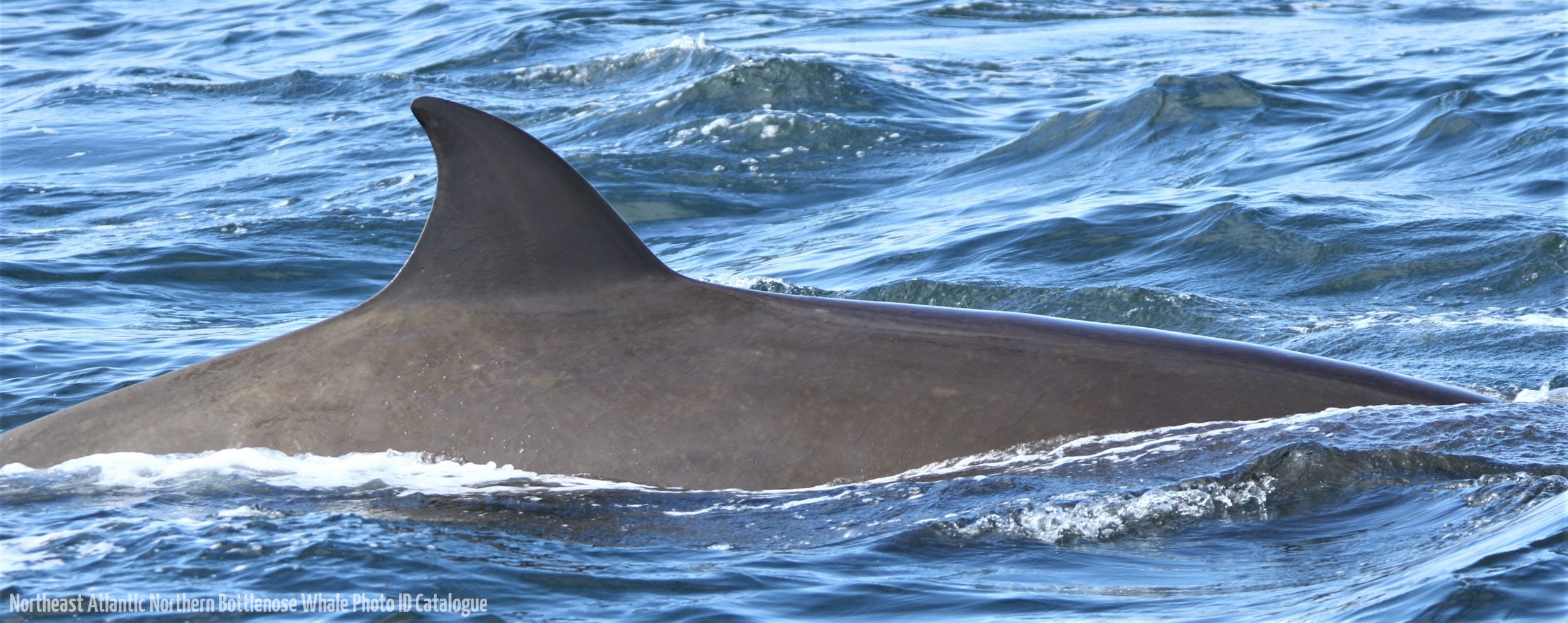 Whale ID: 0291,  Date taken: 24-06-2013,  Photographer: Paul H. Ensor