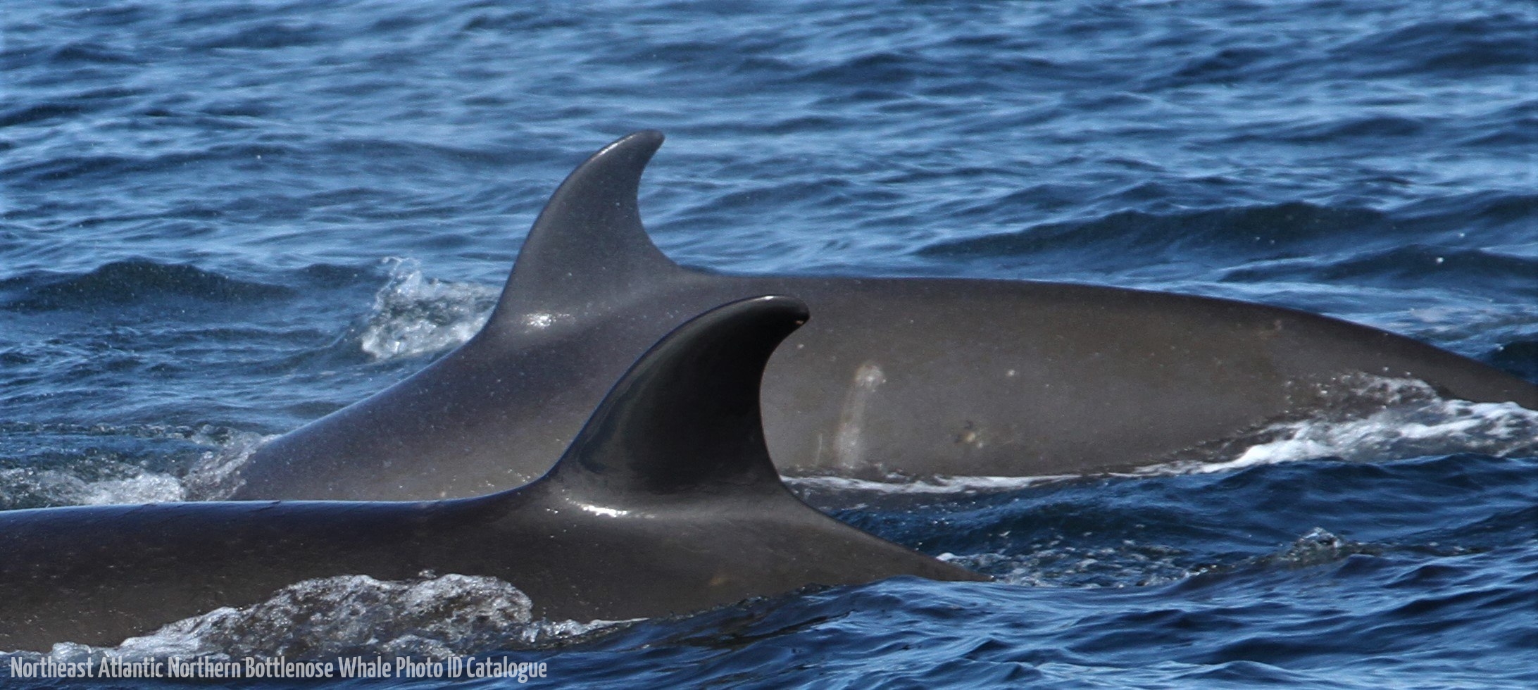 Whale ID: 0005,  Date taken: 24-06-2013,  Photographer: Paul H. Ensor