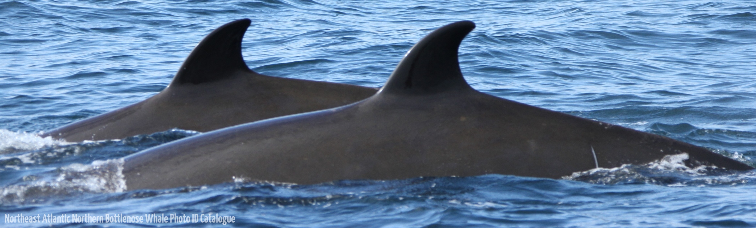Whale ID: 0004,  Date taken: 24-06-2013,  Photographer: Paul H. Ensor