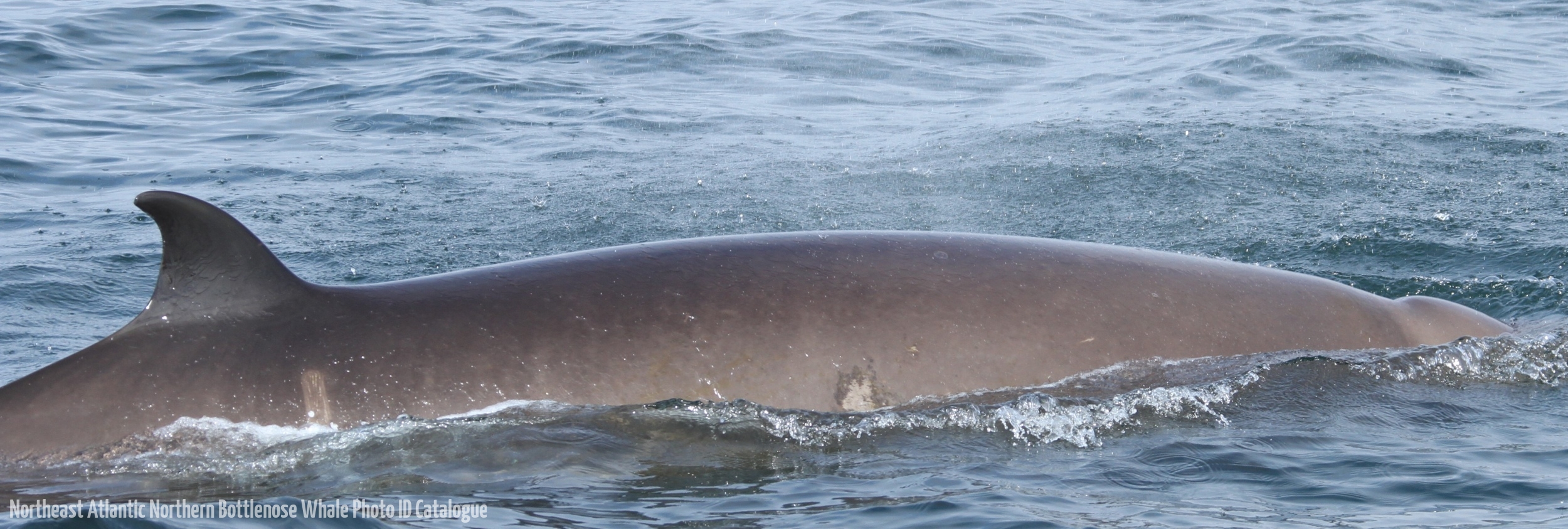 Whale ID: 0259,  Date taken: 24-06-2013,  Photographer: Paul H. Ensor