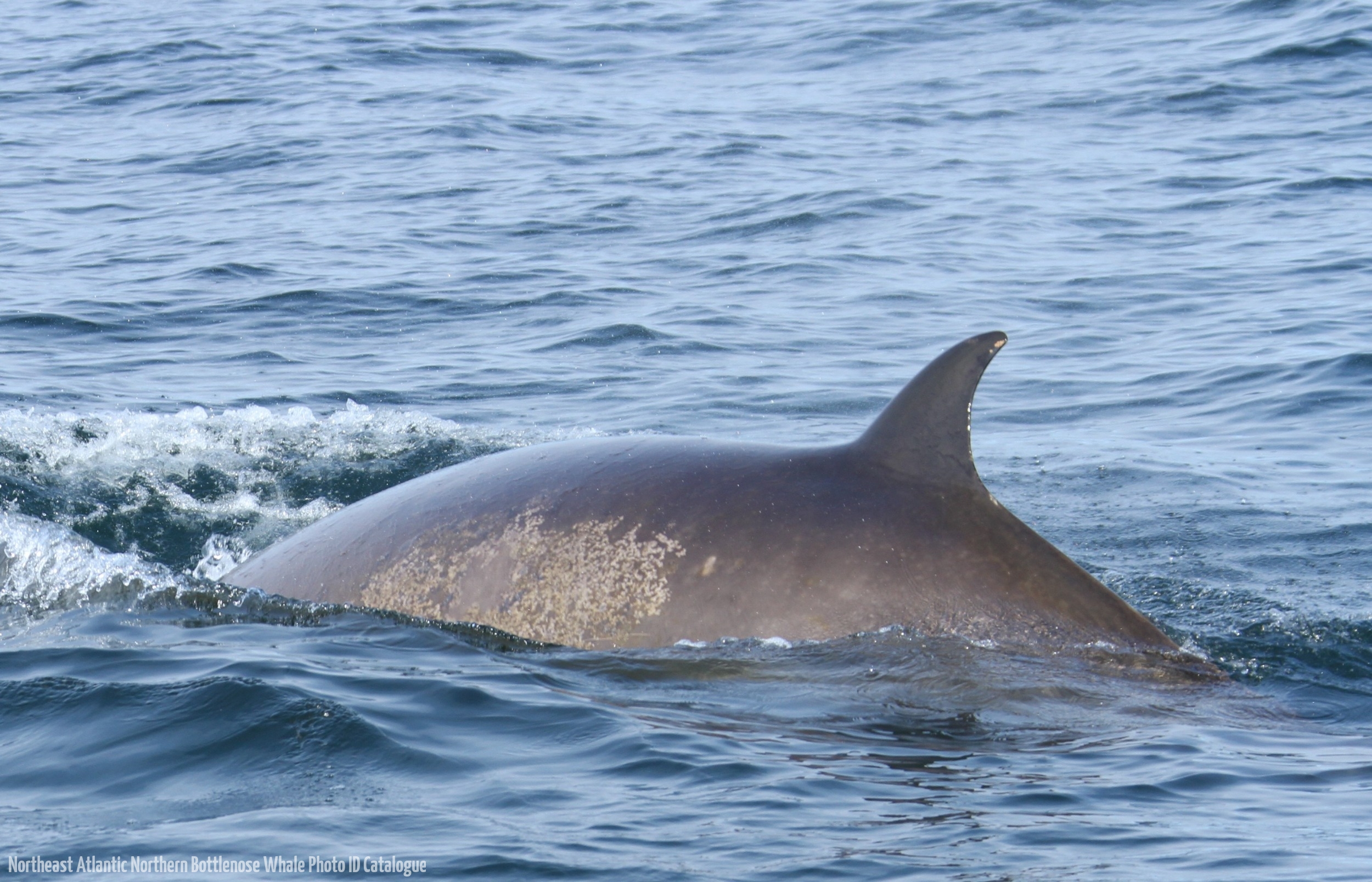 Whale ID: 0007,  Date taken: 24-06-2013,  Photographer: Paul H. Ensor