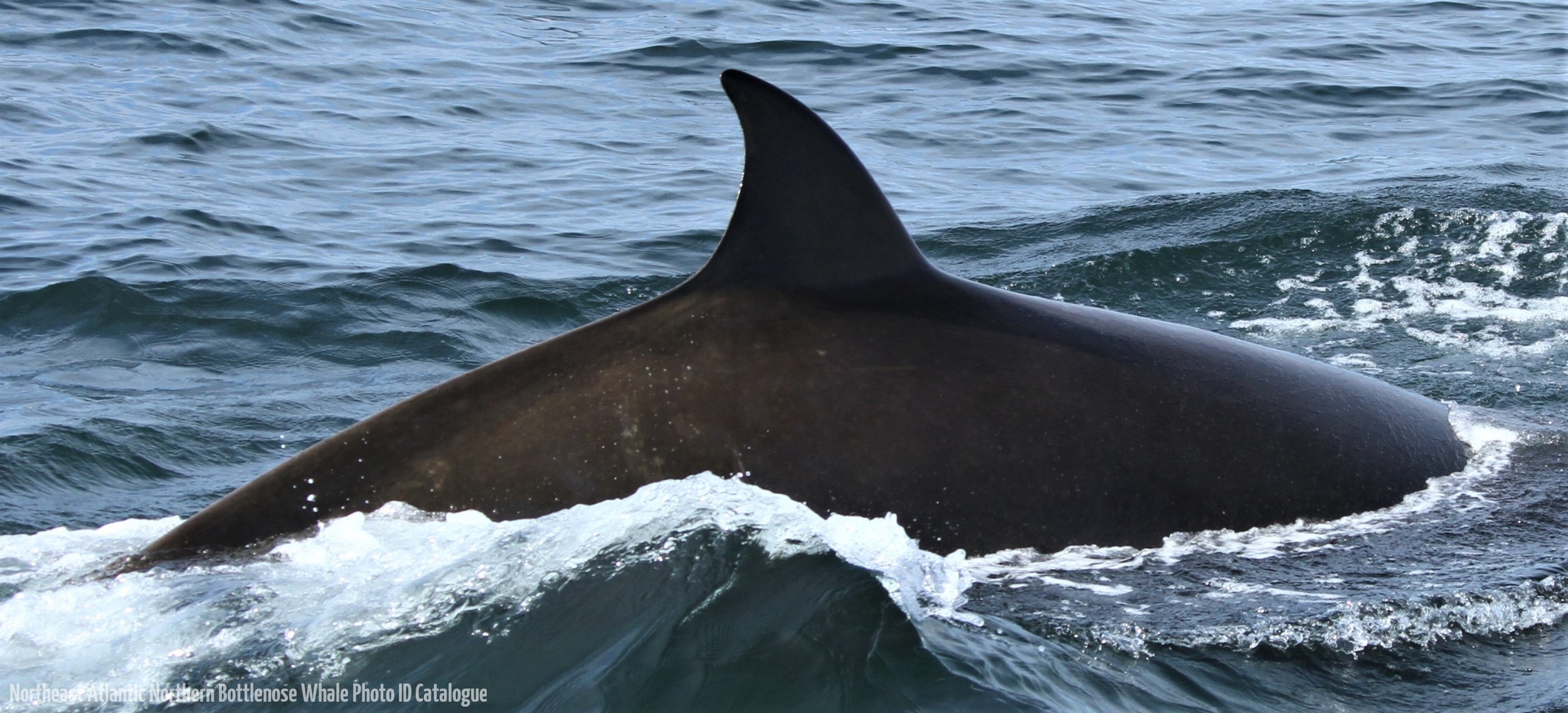 Whale ID: 0265,  Date taken: 24-06-2013,  Photographer: Paul H. Ensor