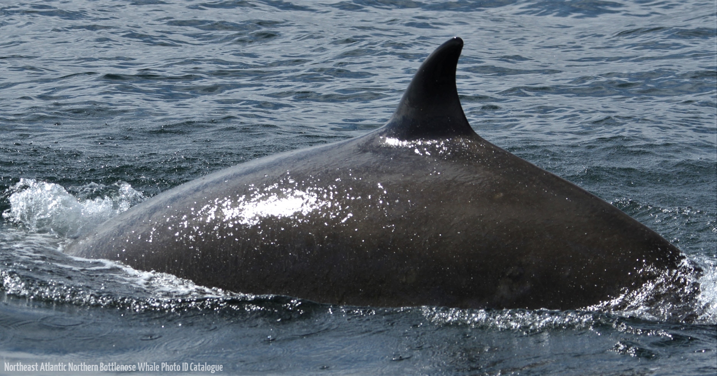 Whale ID: 0008,  Date taken: 24-06-2013,  Photographer: Paul H. Ensor
