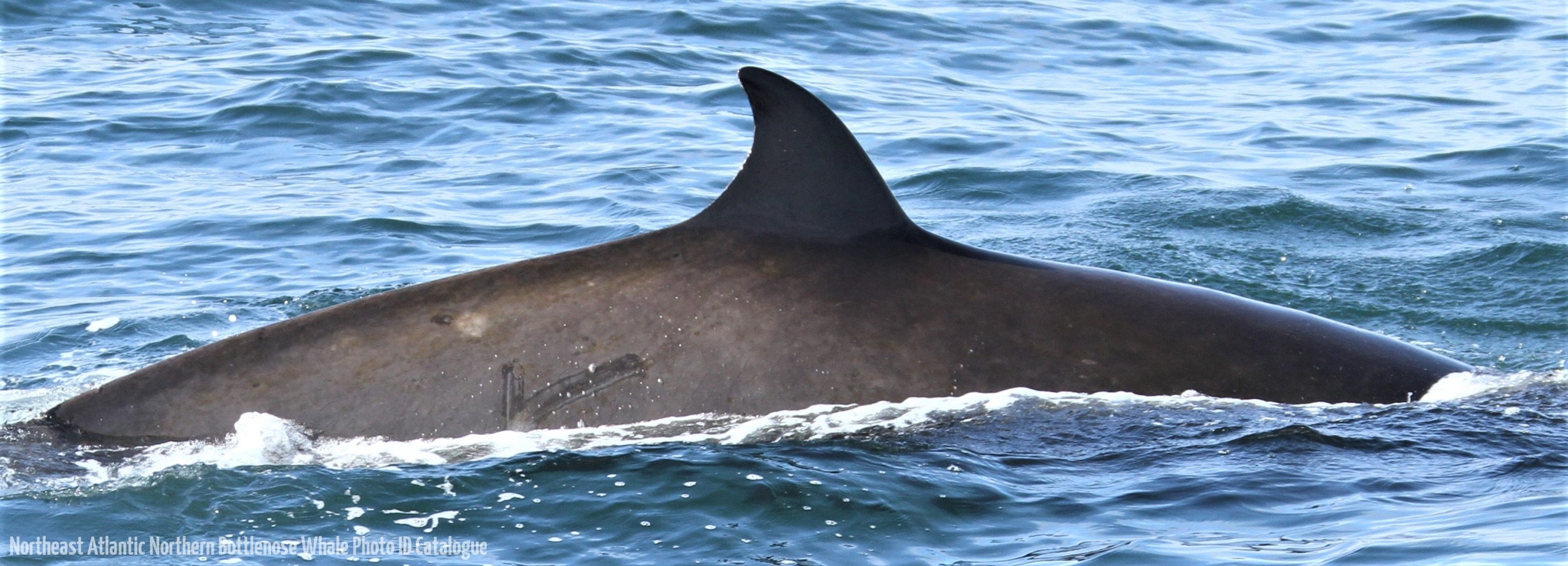 Whale ID: 0262,  Date taken: 24-06-2013,  Photographer: Paul H. Ensor