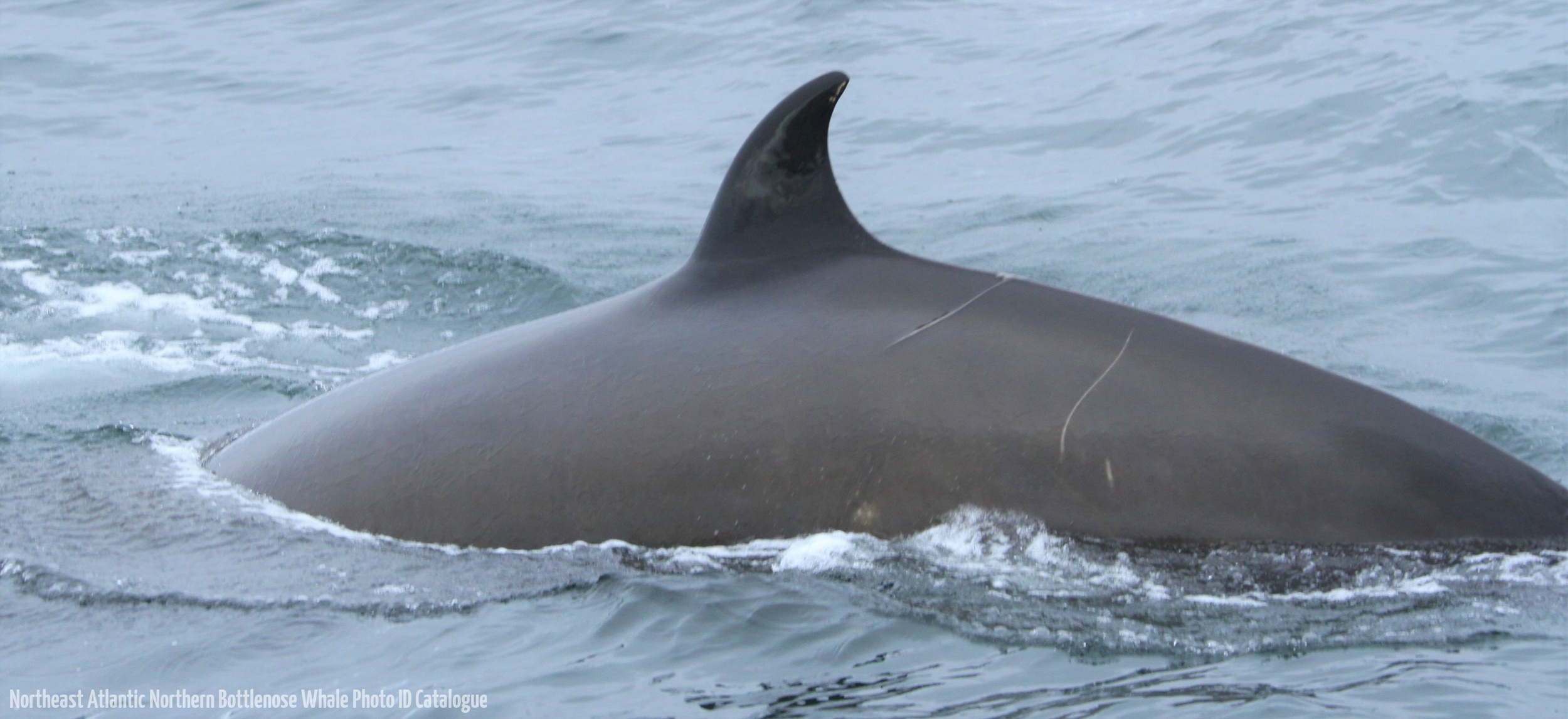 Whale ID: 0006,  Date taken: 24-06-2013,  Photographer: Paul H. Ensor