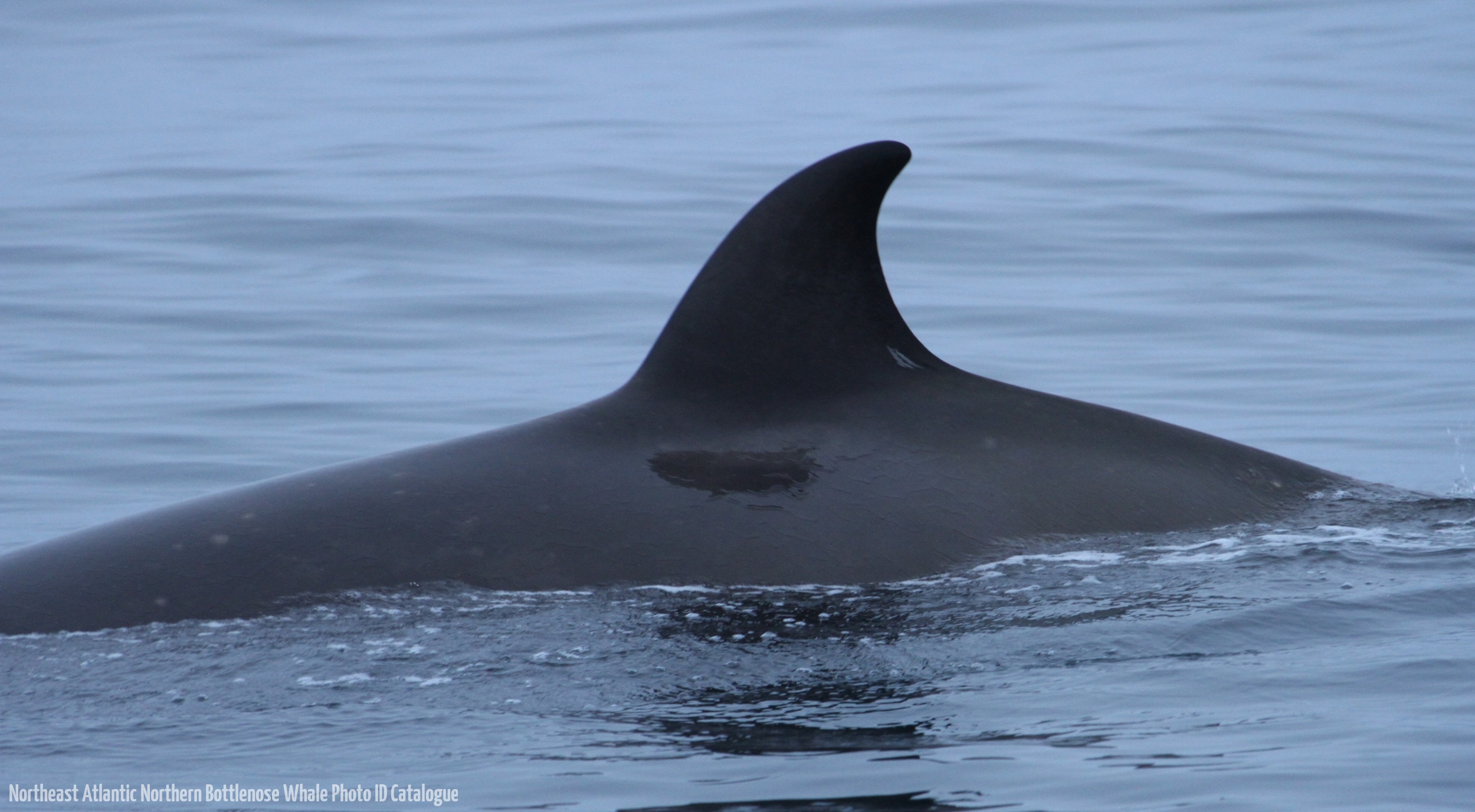 Whale ID: 0011,  Date taken: 01-07-2013,  Photographer: Paul H. Ensor