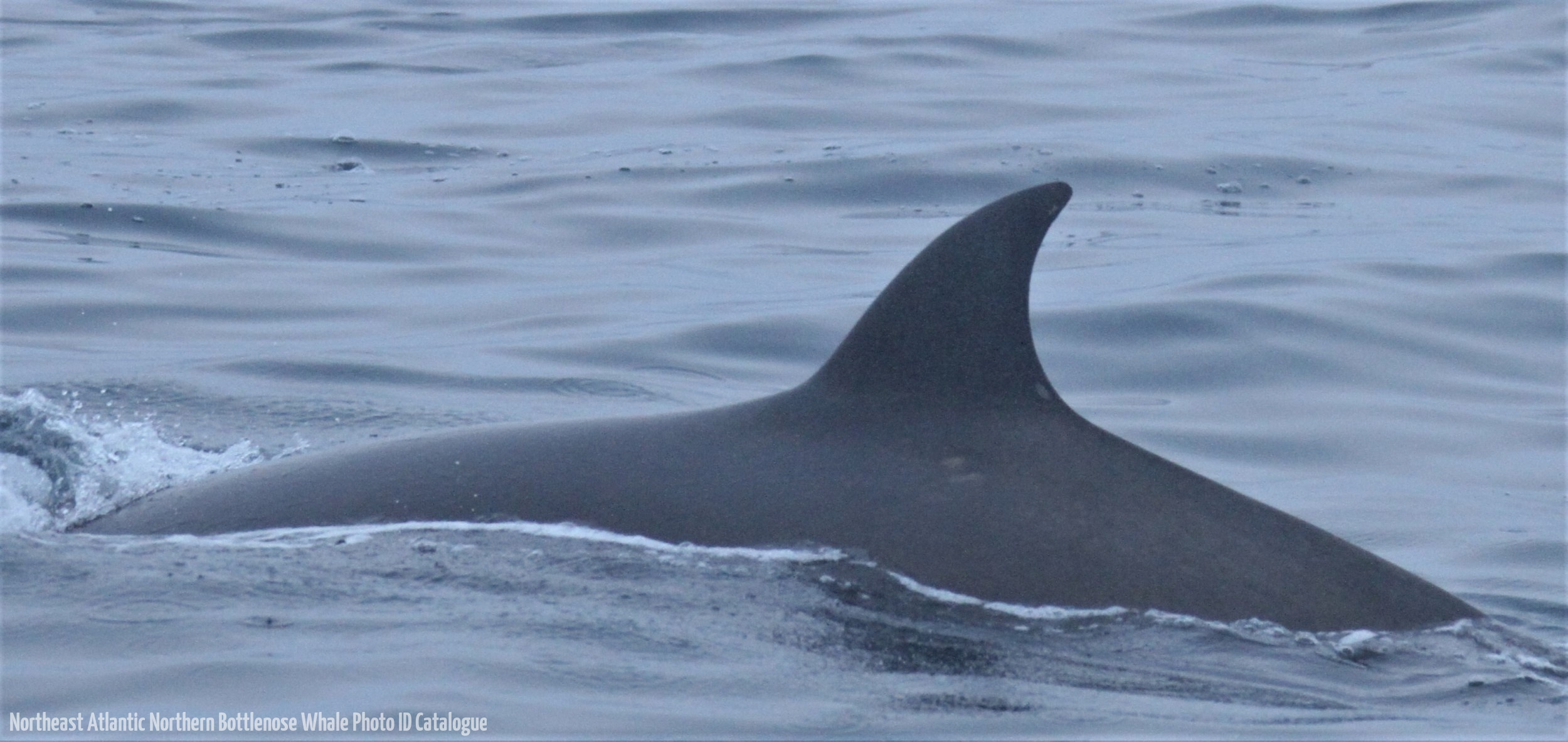 Whale ID: 0013,  Date taken: 01-07-2013,  Photographer: Paul H. Ensor