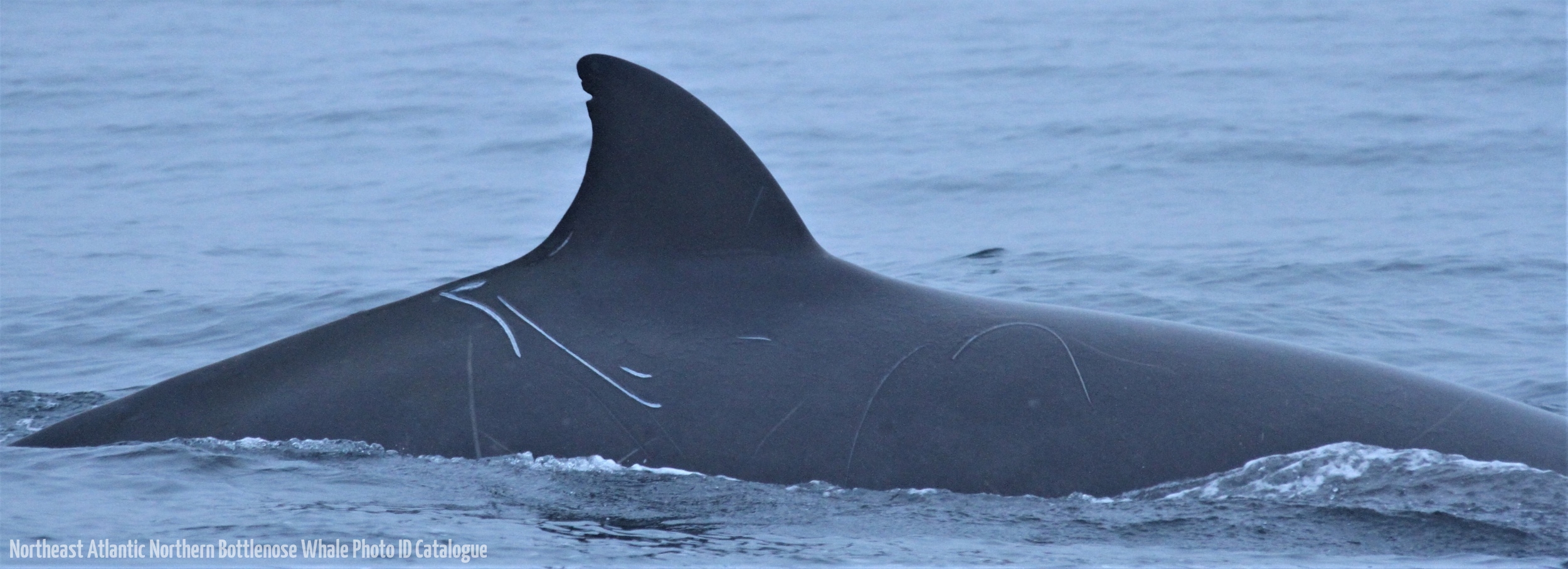 Whale ID: 0270,  Date taken: 01-07-2013,  Photographer: Paul H. Ensor