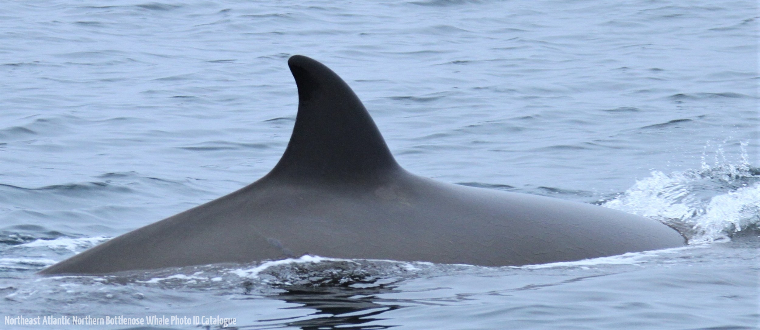 Whale ID: 0271,  Date taken: 01-07-2013,  Photographer: Paul H. Ensor