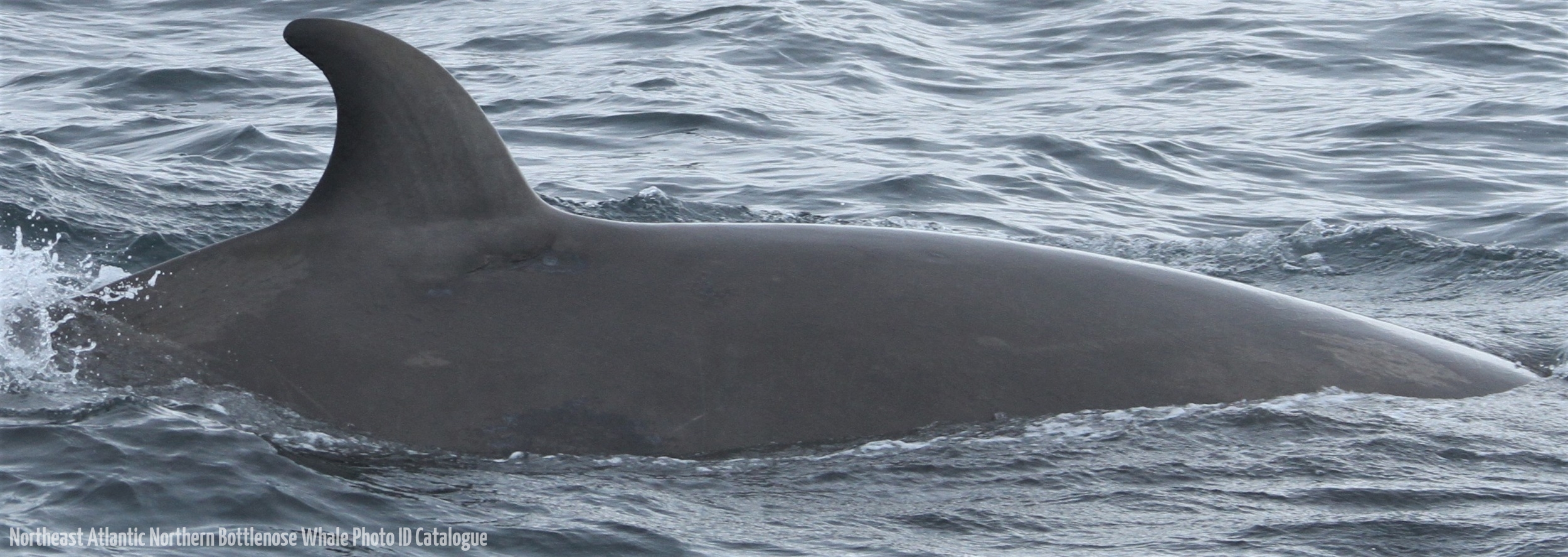 Whale ID: 0273,  Date taken: 03-07-2013,  Photographer: Paul H. Ensor