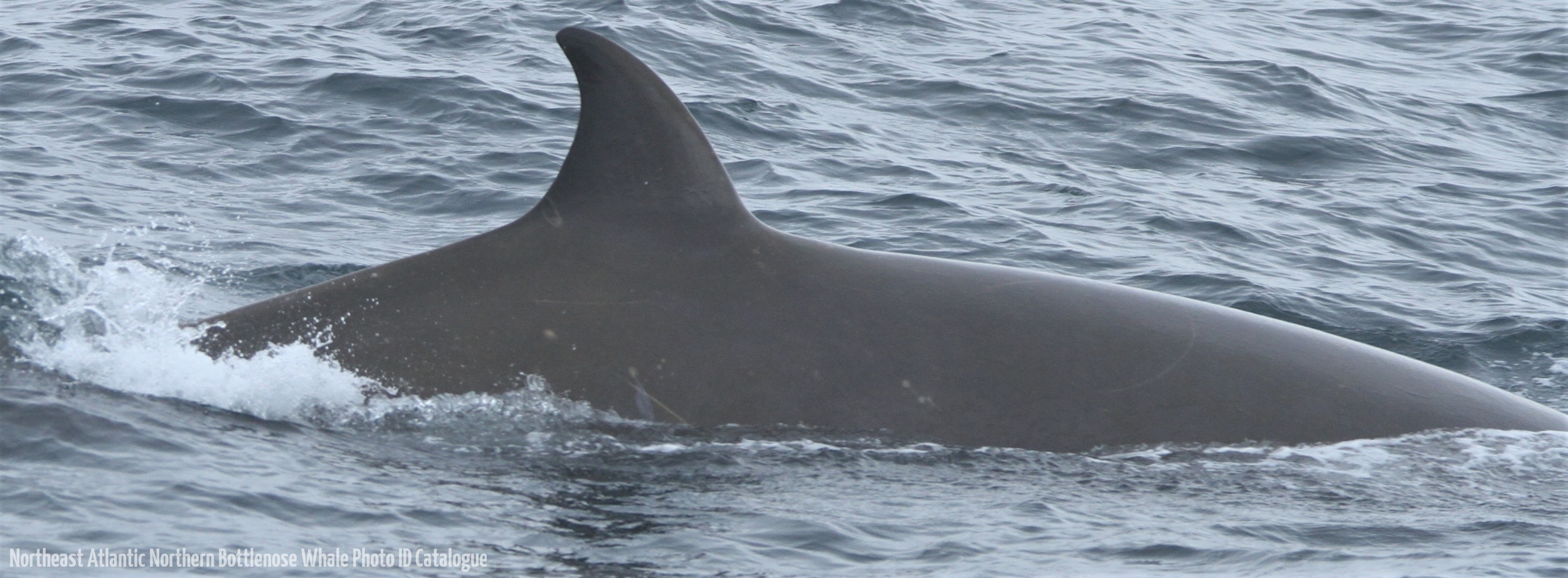 Whale ID: 0272,  Date taken: 03-07-2013,  Photographer: Paul H. Ensor