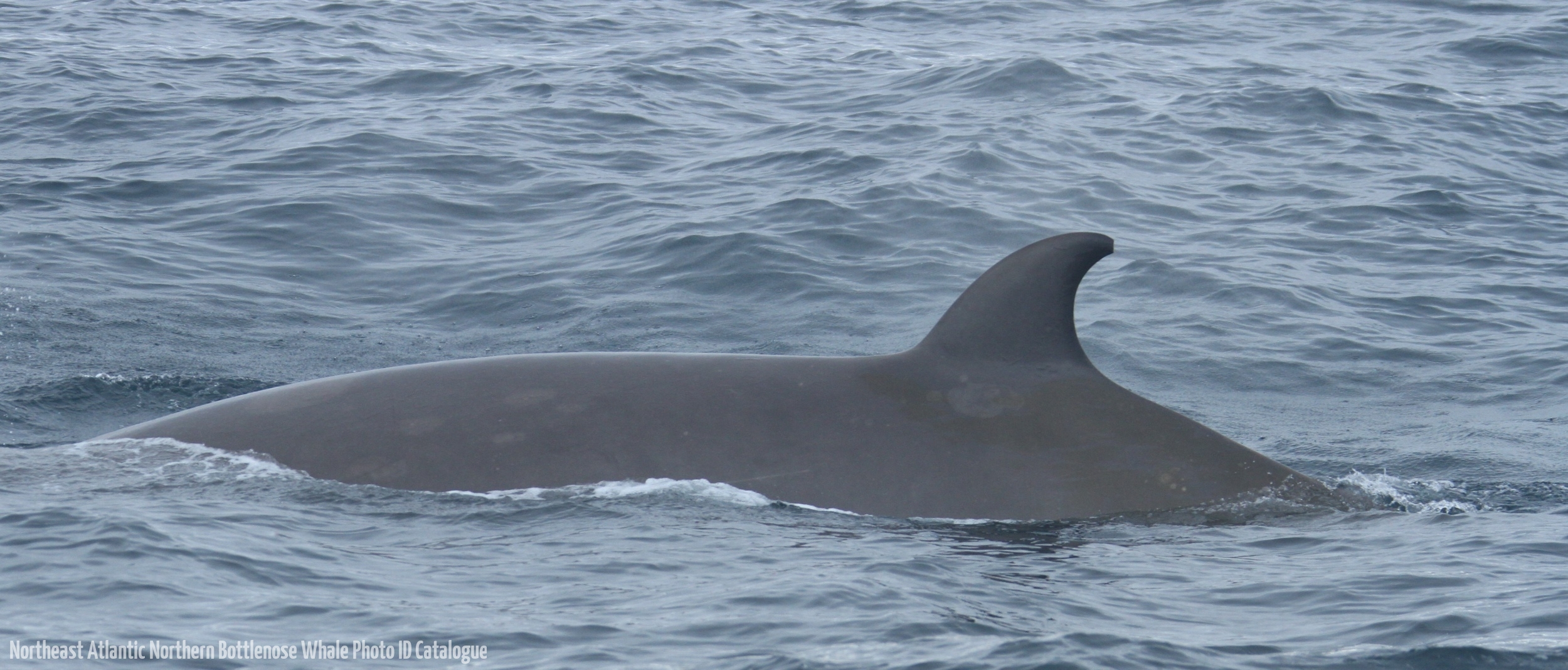 Whale ID: 0018,  Date taken: 03-07-2013,  Photographer: Paul H. Ensor