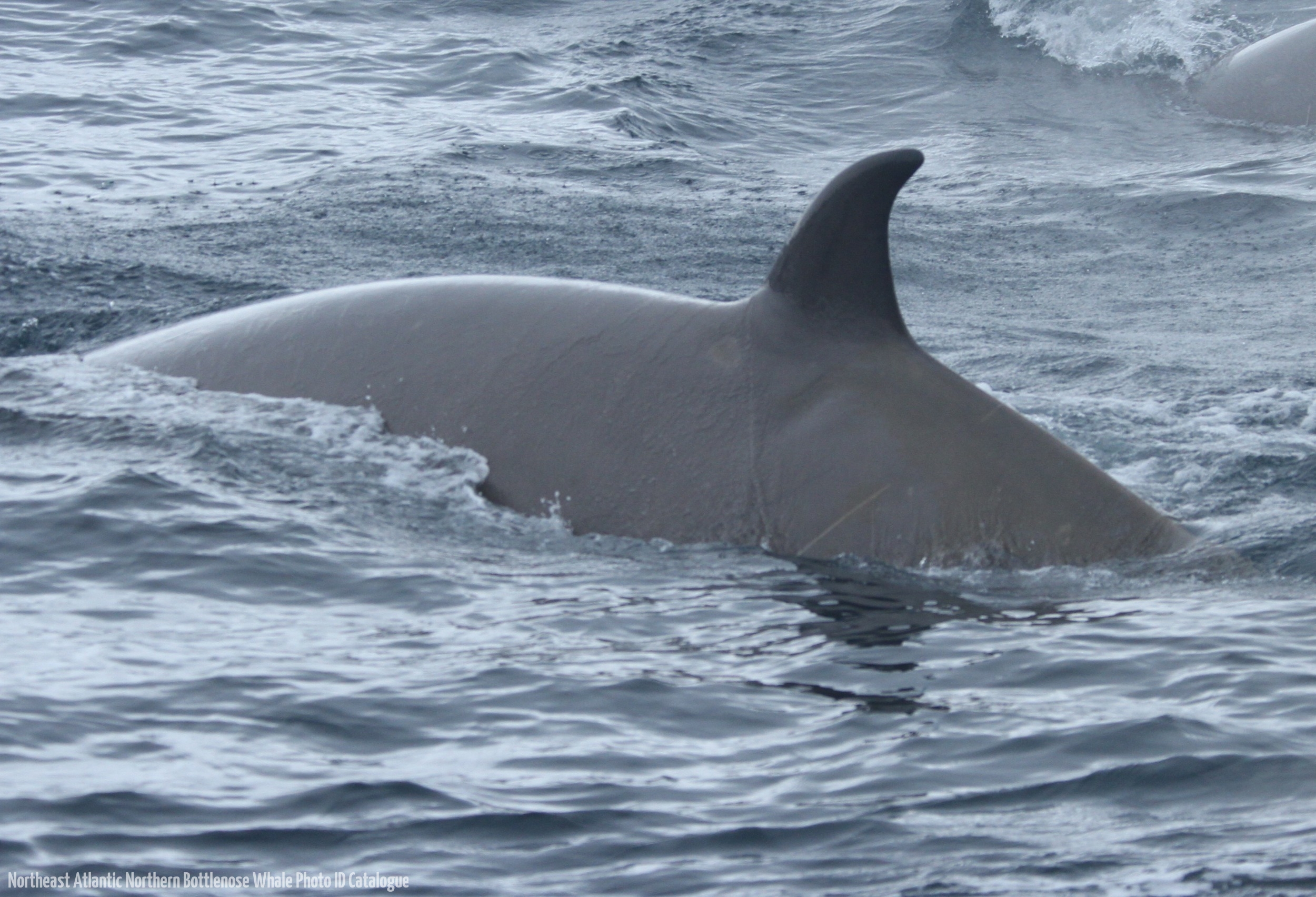 Whale ID: 0017,  Date taken: 03-07-2013,  Photographer: Paul H. Ensor