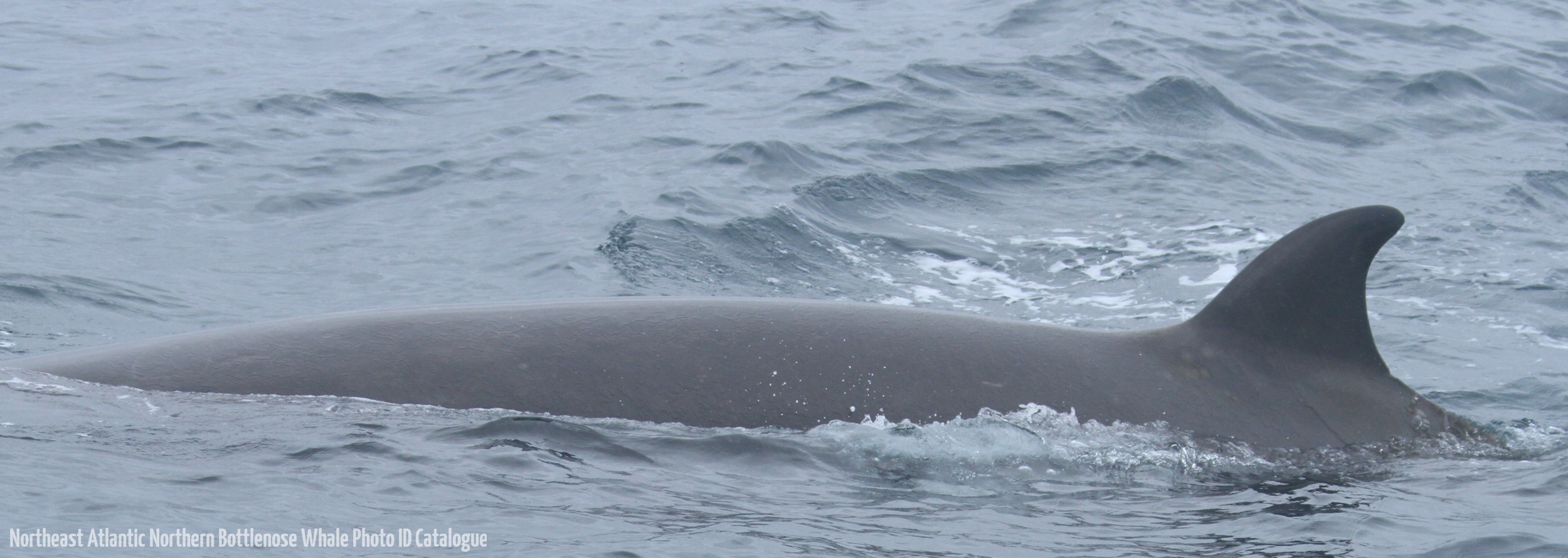 Whale ID: 0020,  Date taken: 03-07-2013,  Photographer: Paul H. Ensor