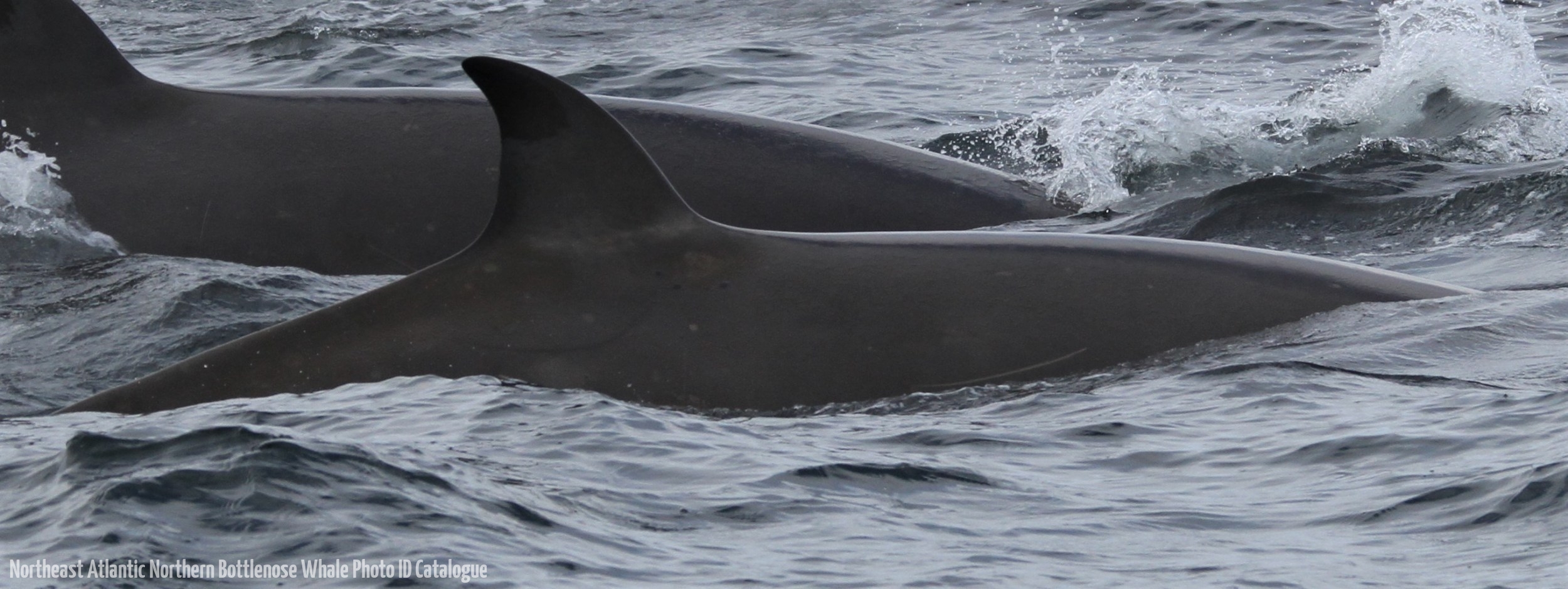 Whale ID: 0276,  Date taken: 06-07-2013,  Photographer: Paul H. Ensor