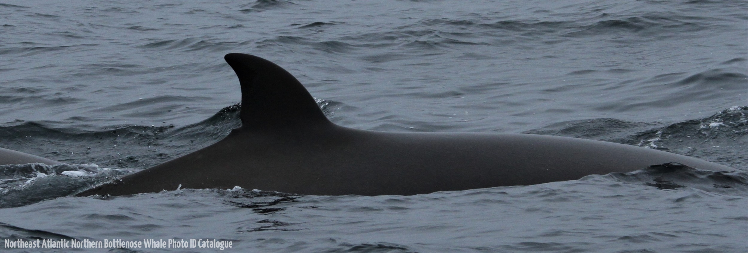 Whale ID: 0279,  Date taken: 08-07-2013,  Photographer: Paul H. Ensor