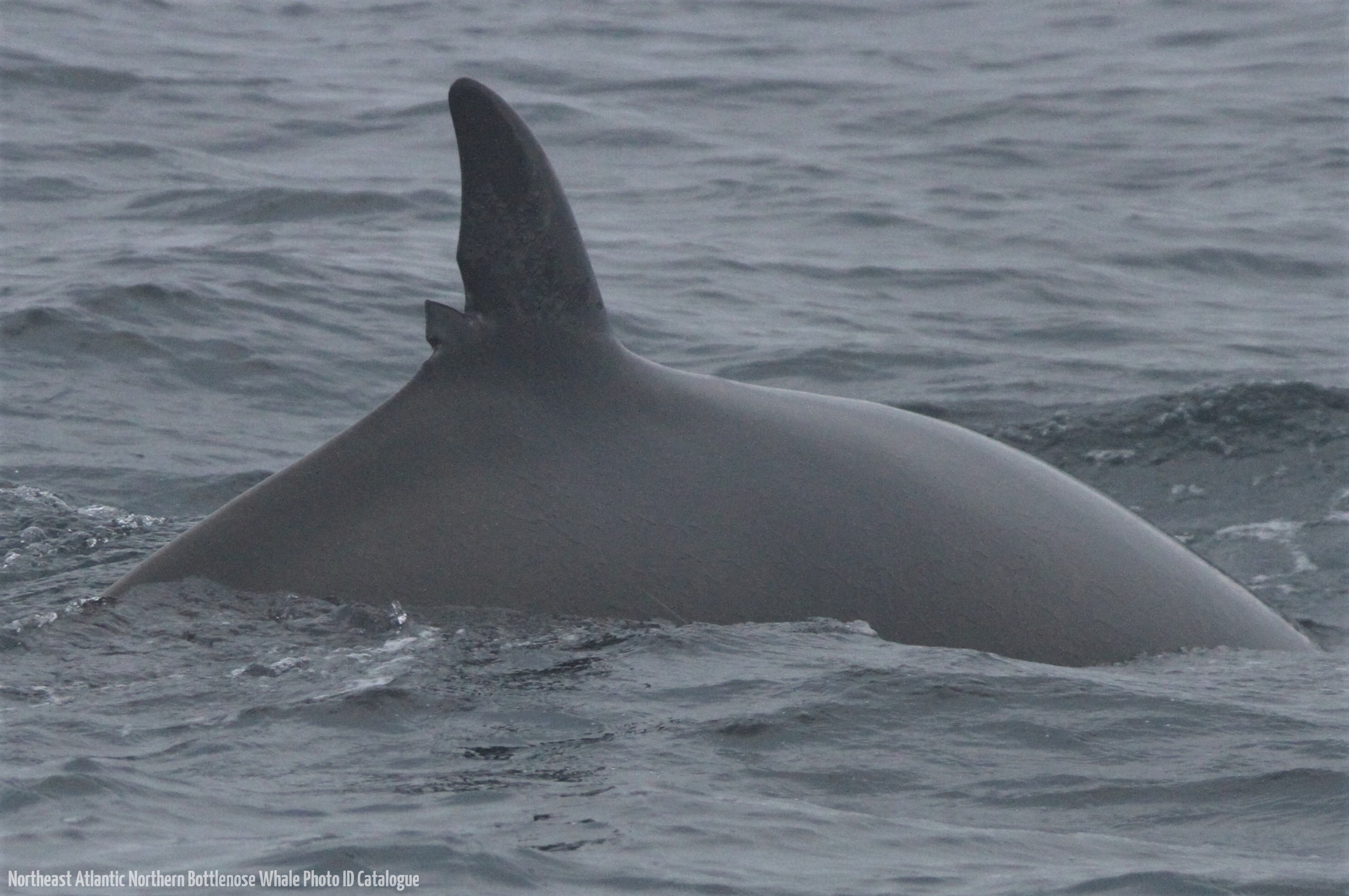 Whale ID: 0282,  Date taken: 09-07-2013,  Photographer: Paul H. Ensor