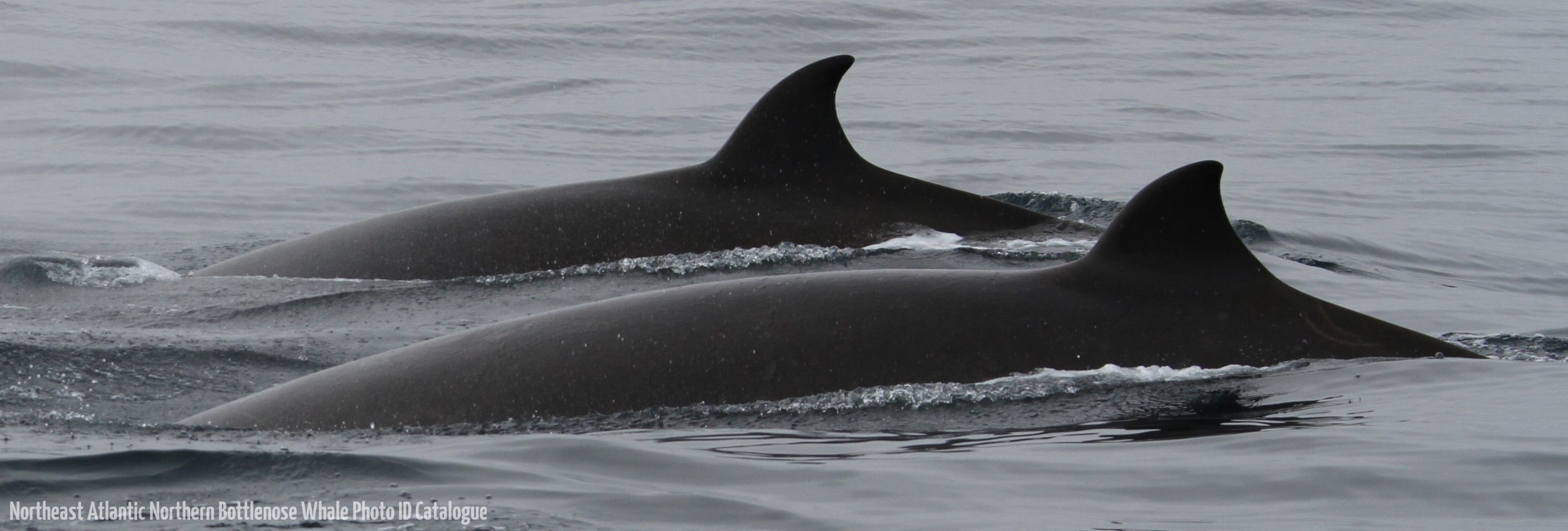 Whale ID: 0025,  Date taken: 10-07-2013,  Photographer: Paul H. Ensor