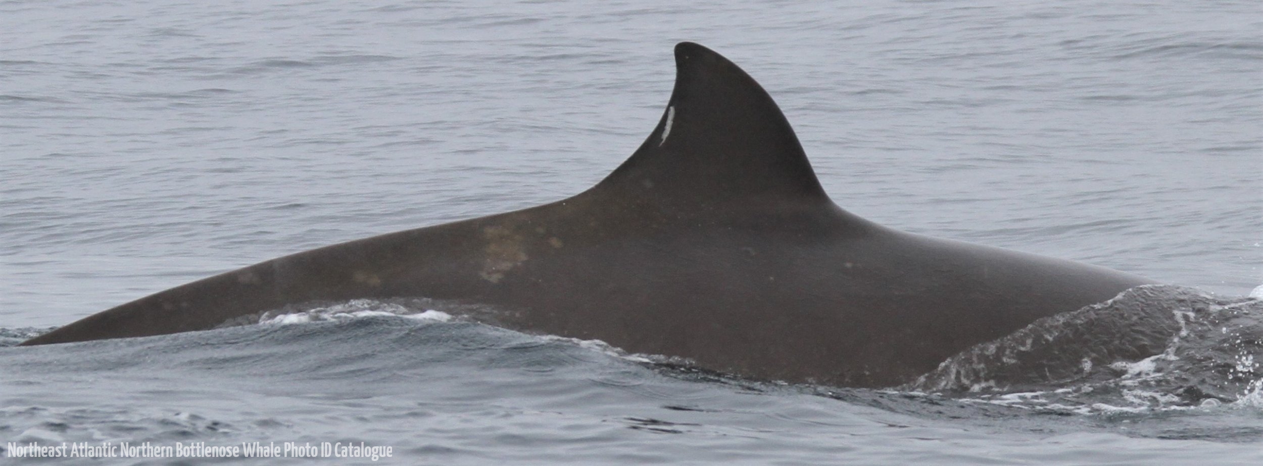 Whale ID: 0284,  Date taken: 10-07-2013,  Photographer: Paul H. Ensor
