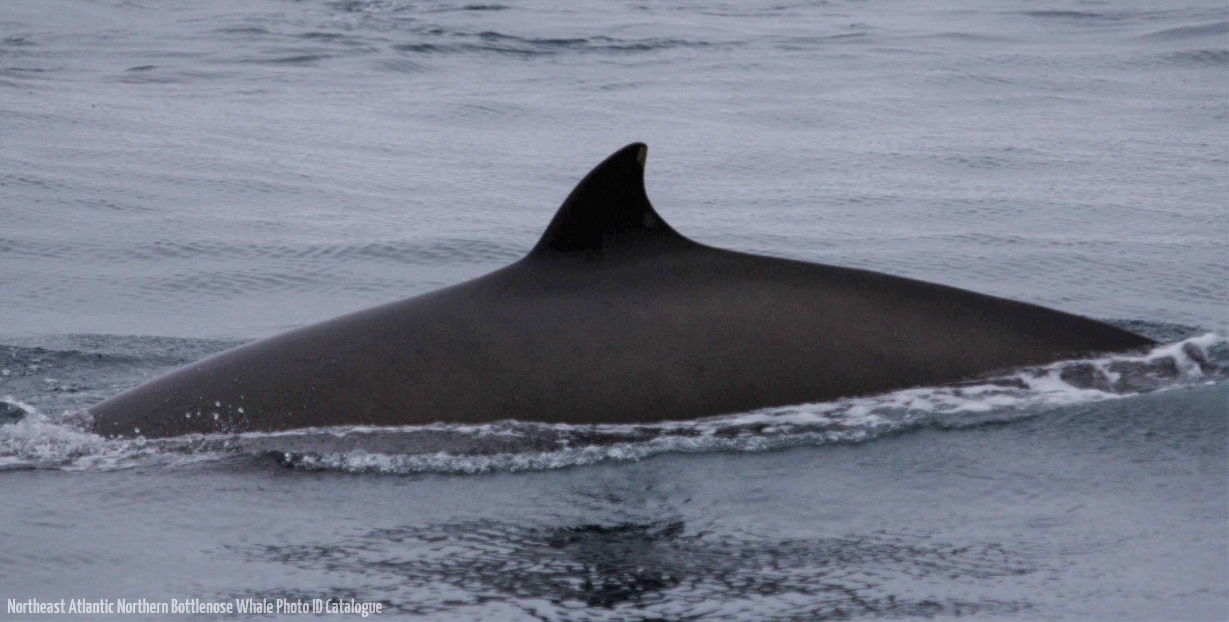 Whale ID: 0032,  Date taken: 10-06-2014,  Photographer: Lucia M. Martín López