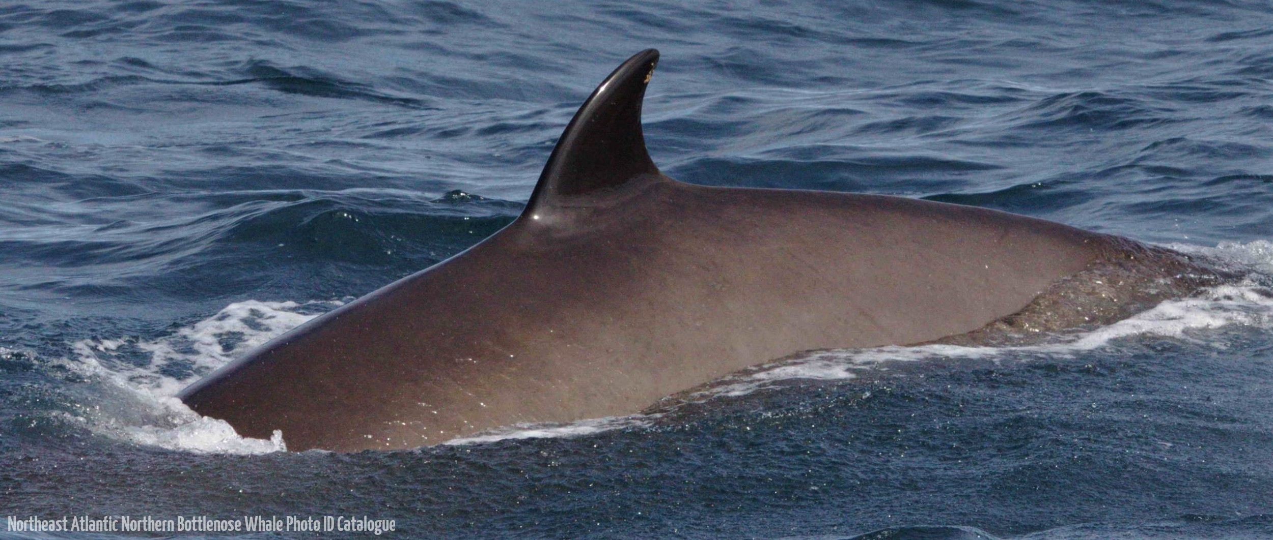 Whale ID: 0042,  Date taken: 12-06-2014,  Photographer: Lucia M. Martín López