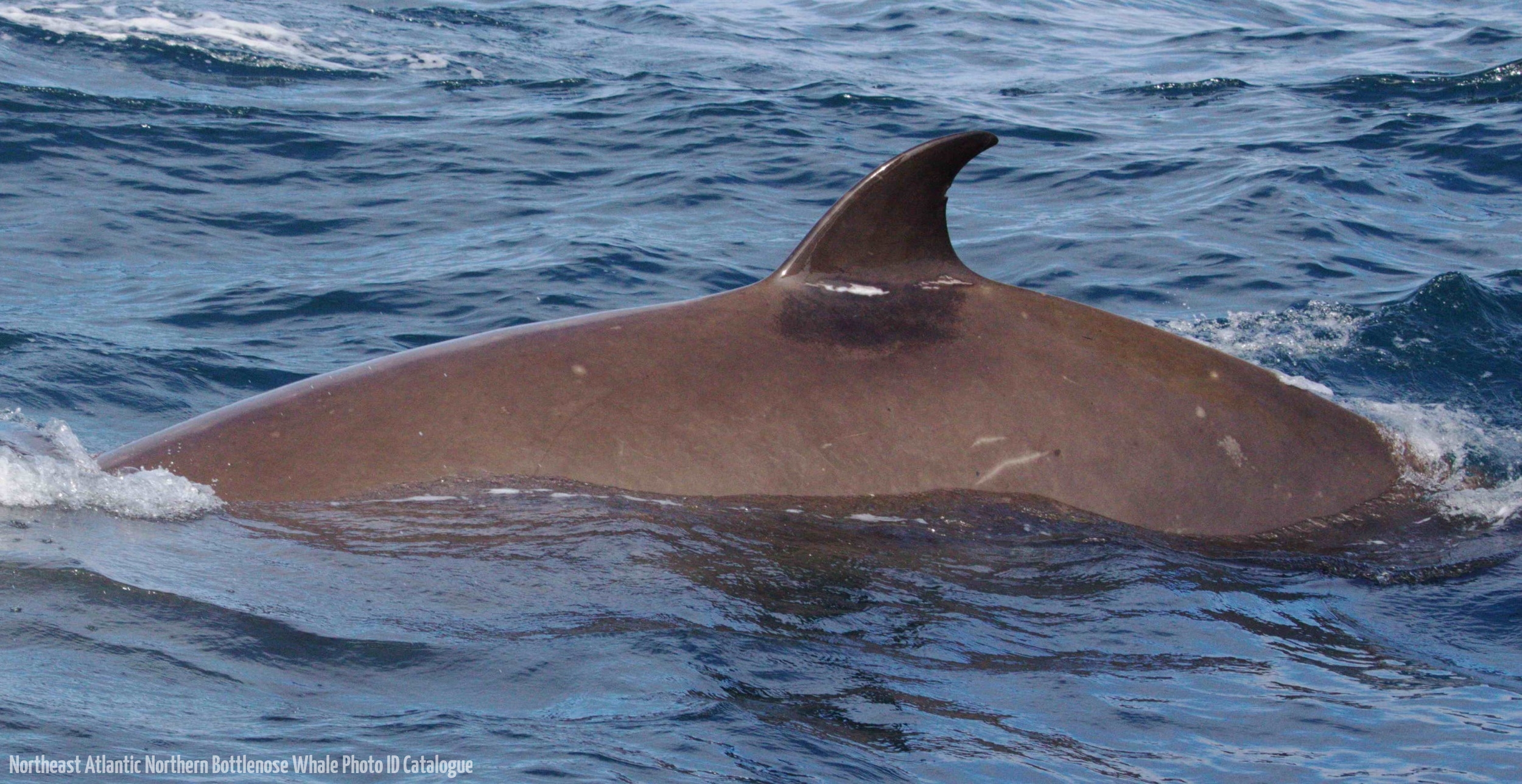 Whale ID: 0040,  Date taken: 12-06-2014,  Photographer: Lucia M. Martín López