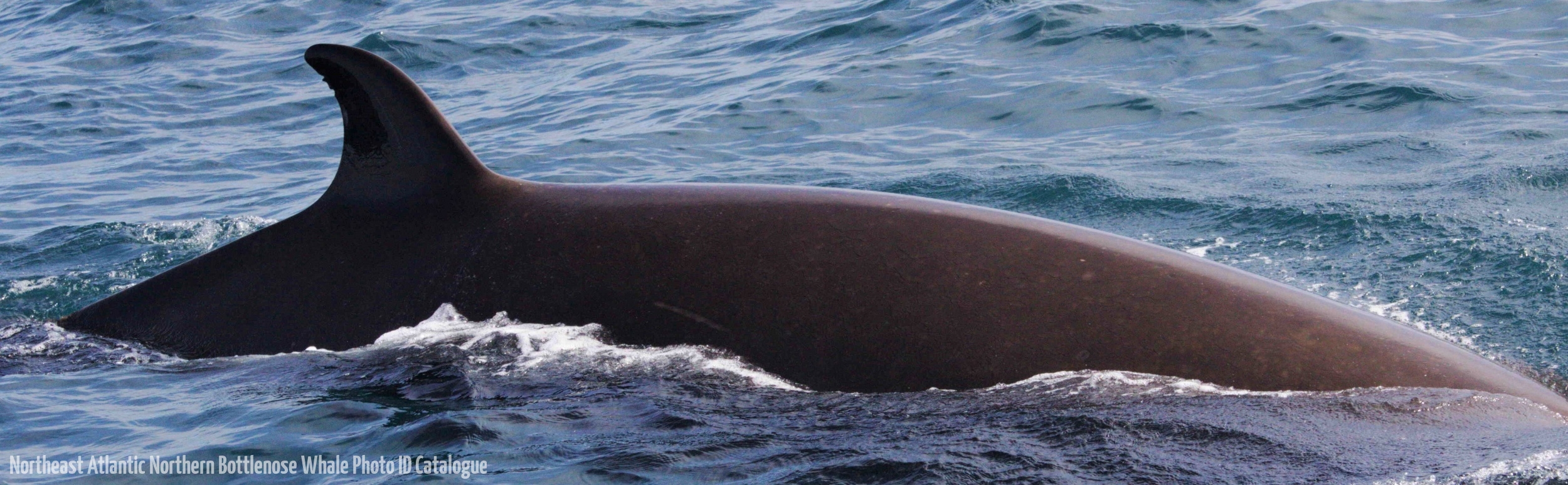 Whale ID: 0296,  Date taken: 12-06-2014,  Photographer: Lucia M. Martín López