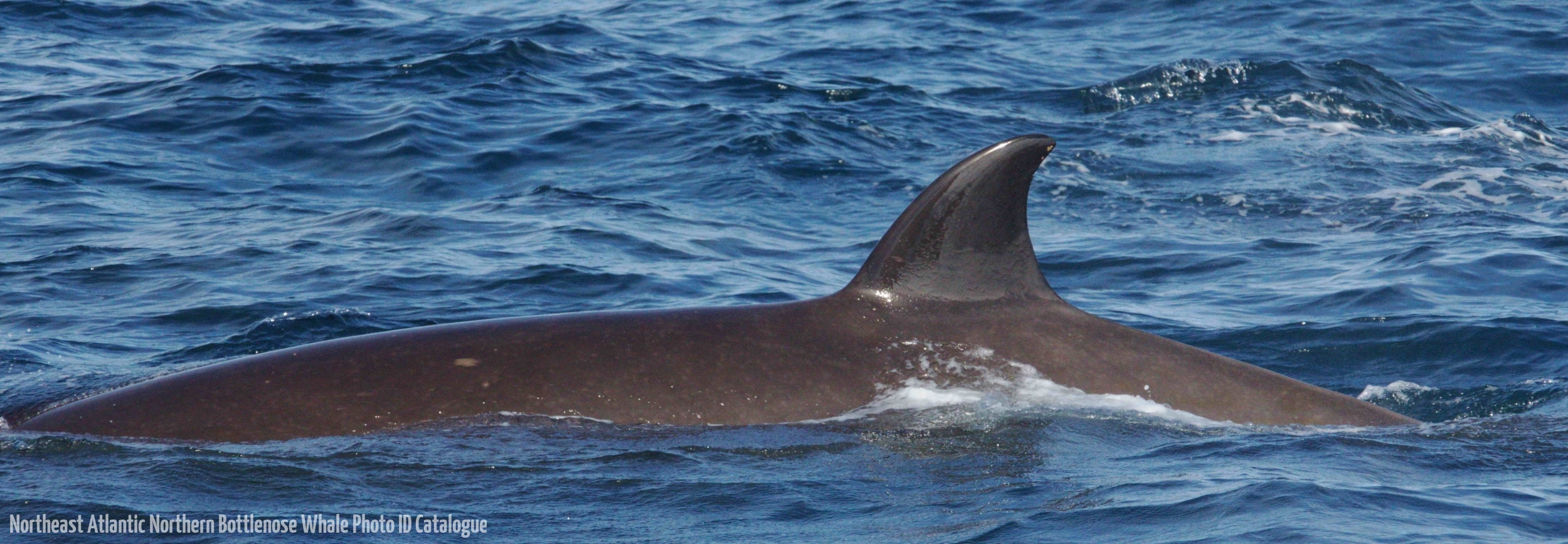 Whale ID: 0043,  Date taken: 12-06-2014,  Photographer: Lucia M. Martín López