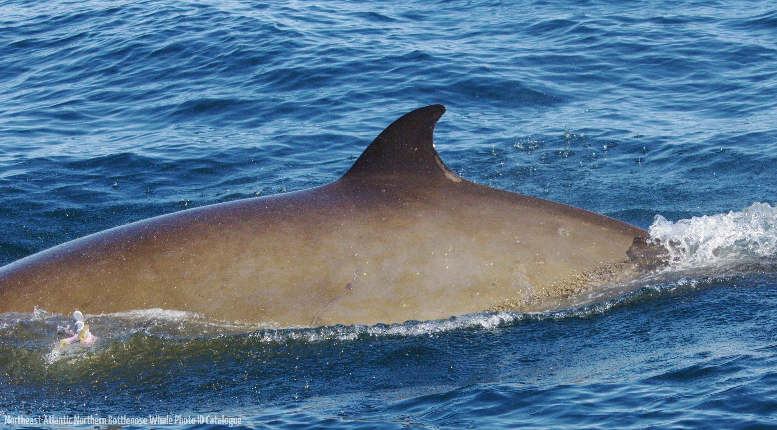 Whale ID: 0044,  Date taken: 12-06-2014,  Photographer: Lucia M. Martín López