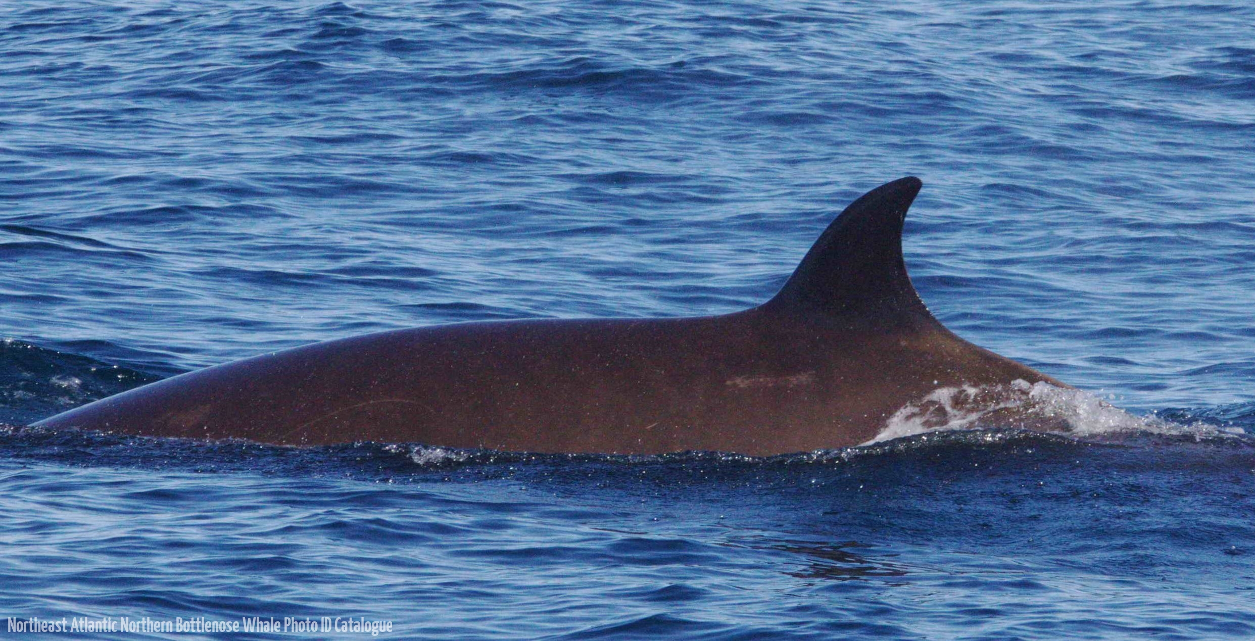 Whale ID: 0047,  Date taken: 12-06-2014,  Photographer: Lucia M. Martín López