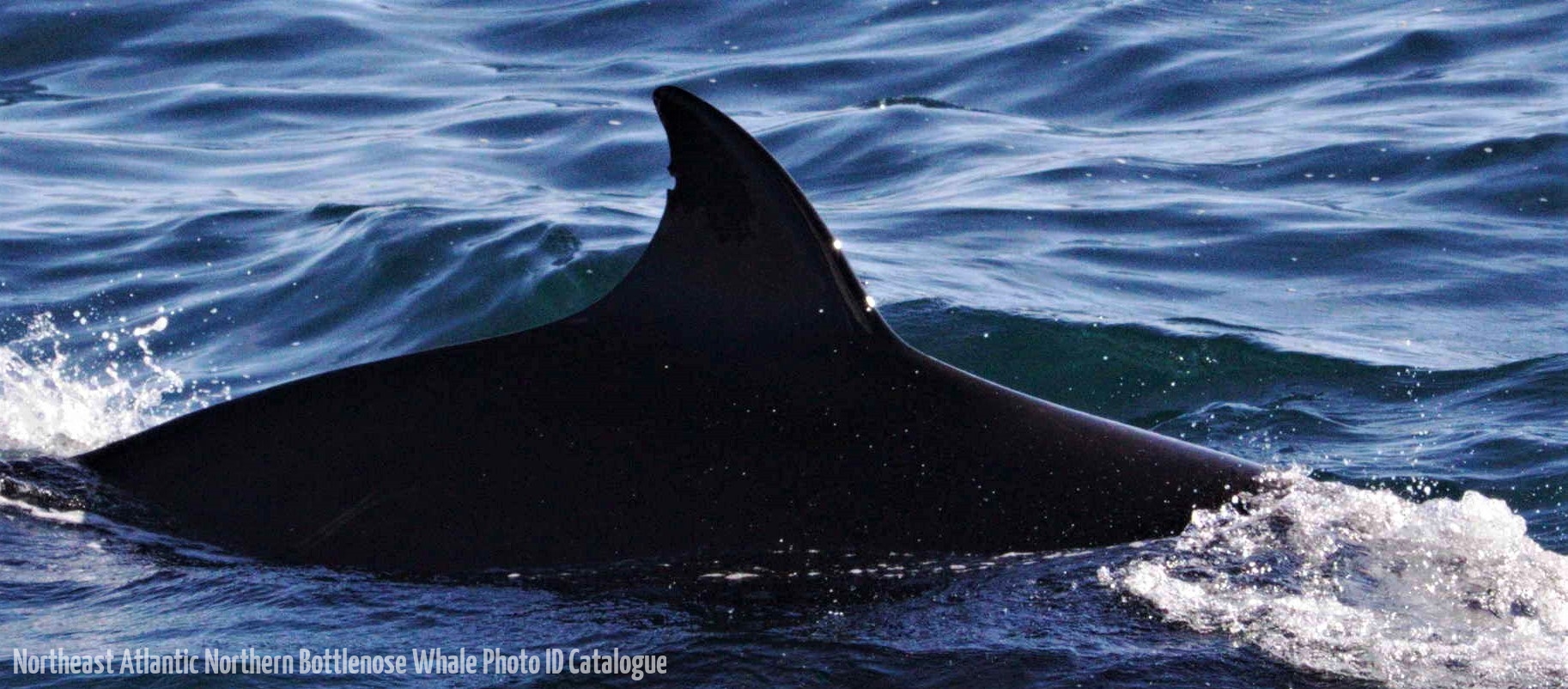 Whale ID: 0299,  Date taken: 12-06-2014,  Photographer: Lucia M. Martín López