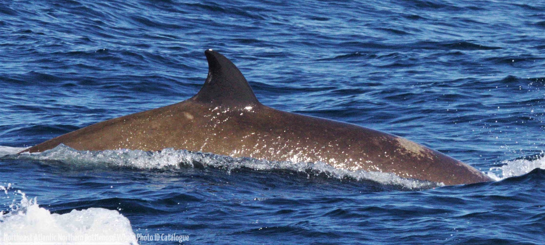 Whale ID: 0300,  Date taken: 14-06-2014,  Photographer: Lucia M. Martín López