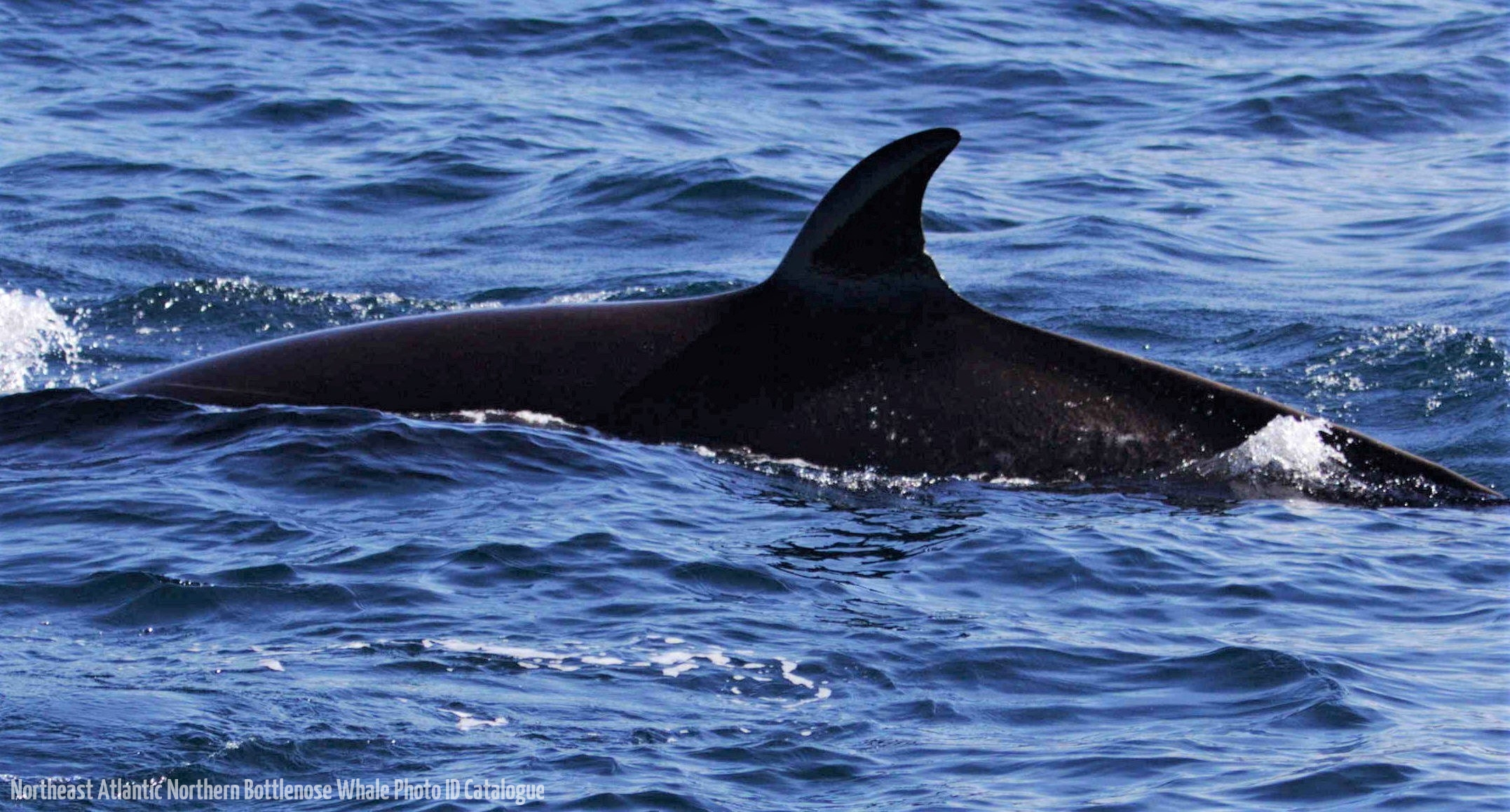 Whale ID: 0051,  Date taken: 14-06-2014,  Photographer: Lucia M. Martín López