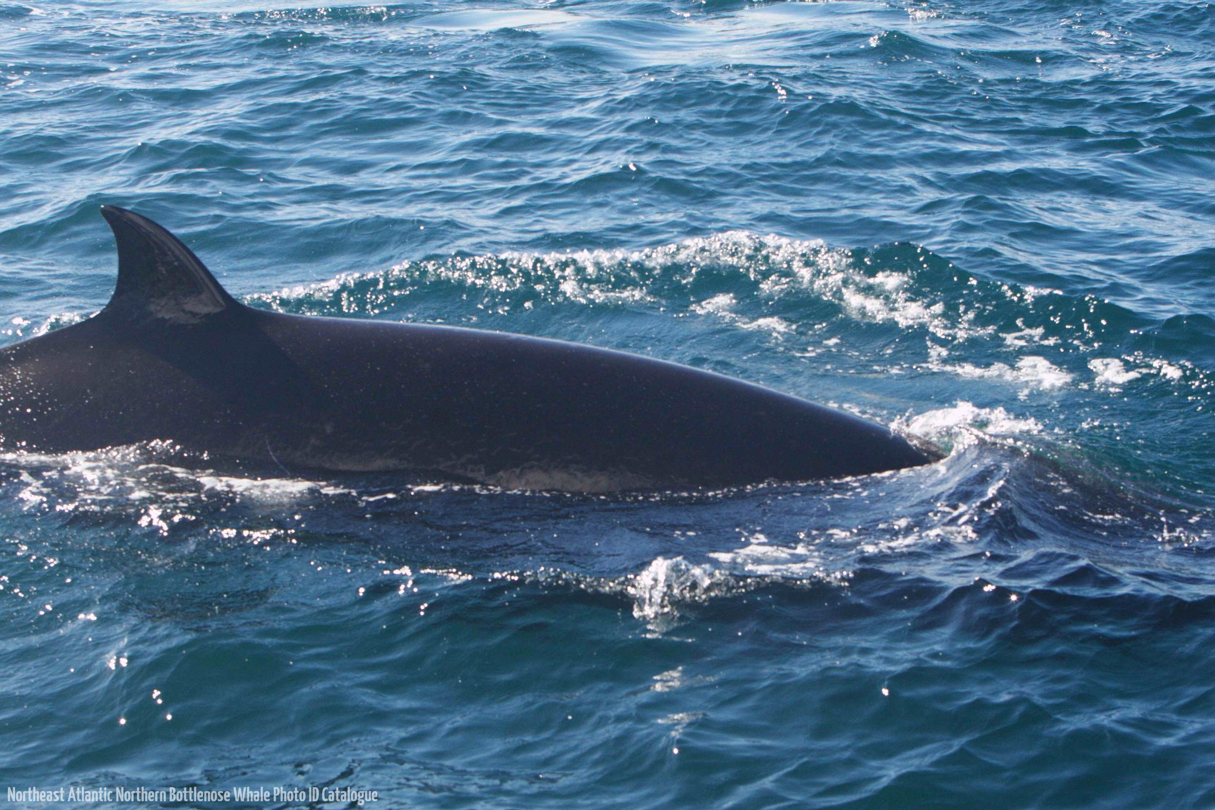 Whale ID: 0303,  Date taken: 15-06-2014,  Photographer: Saana Isojunno