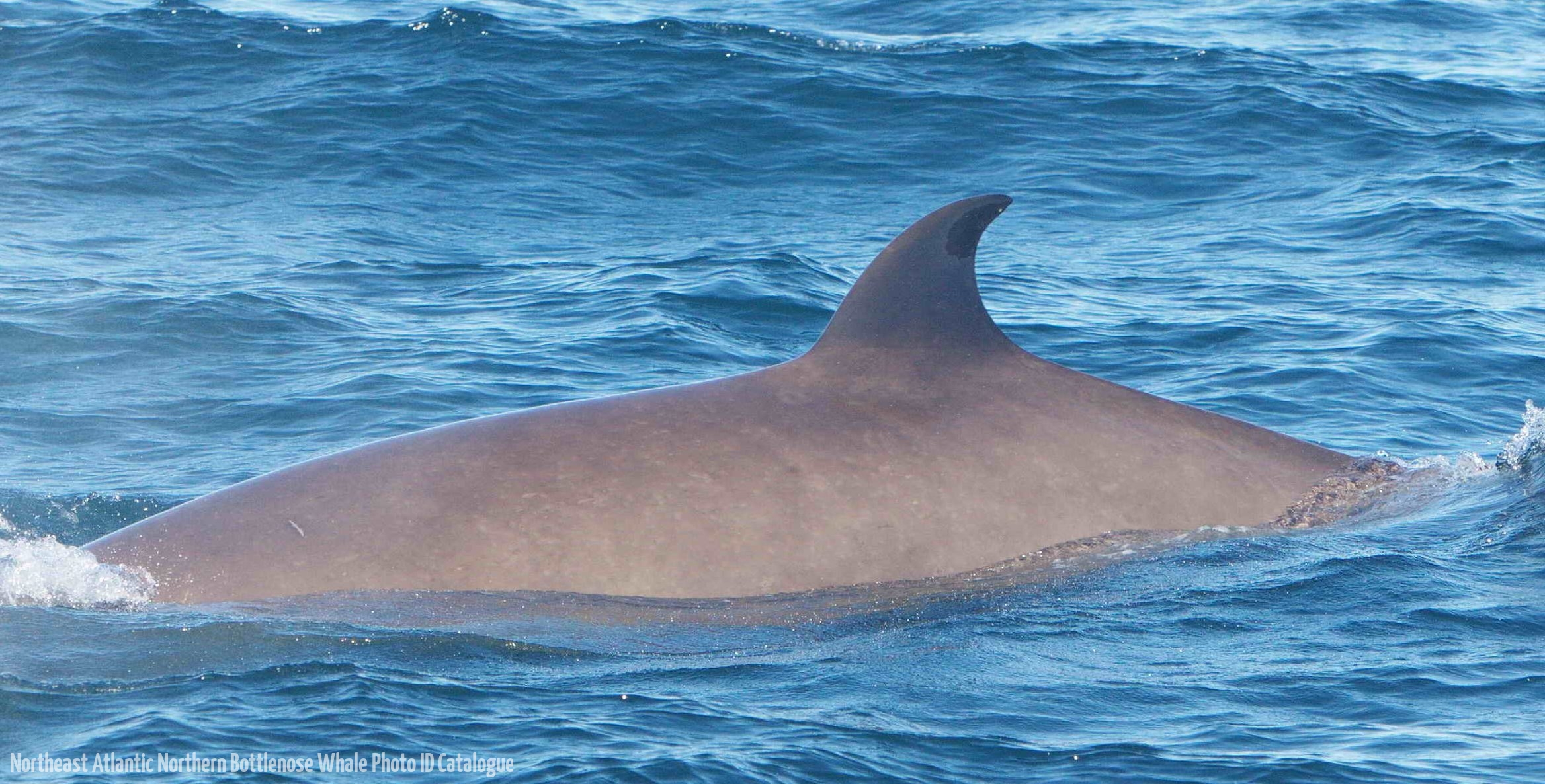 Whale ID: 0057,  Date taken: 15-06-2014,  Photographer: Saana Isojunno