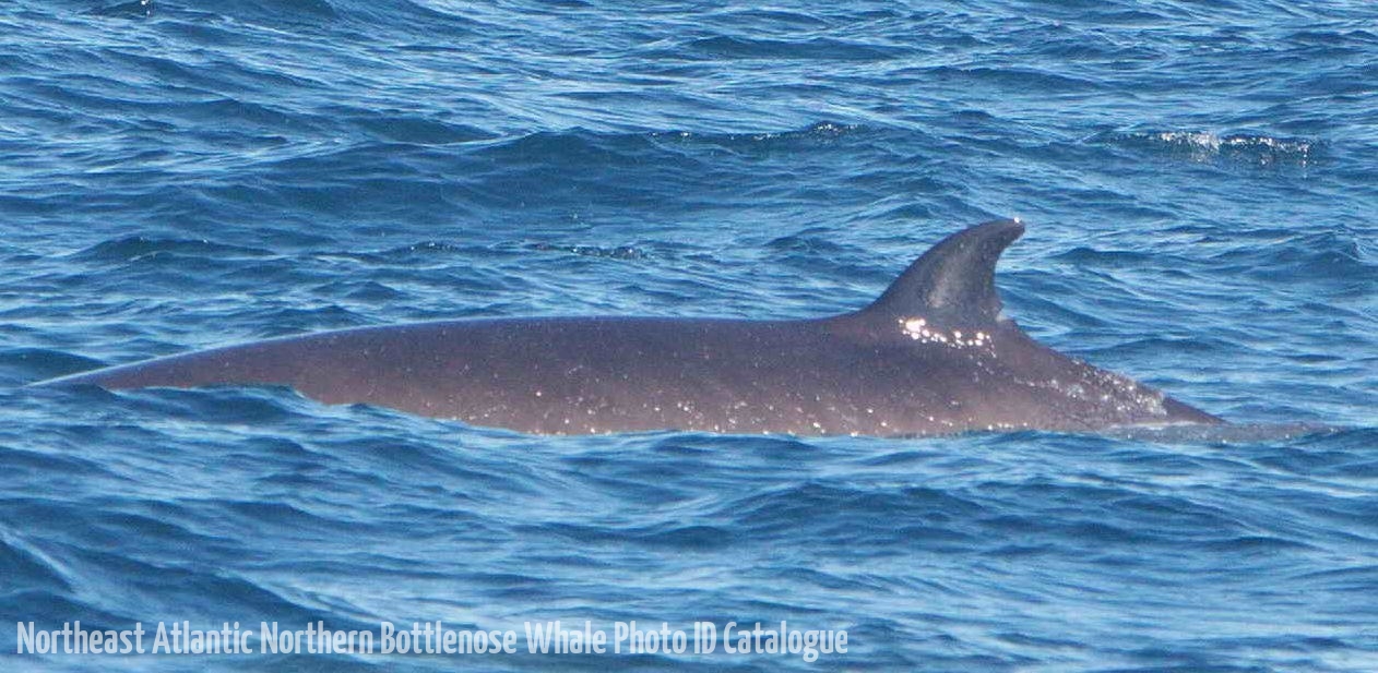 Whale ID: 0055,  Date taken: 15-06-2014,  Photographer: Saana Isojunno