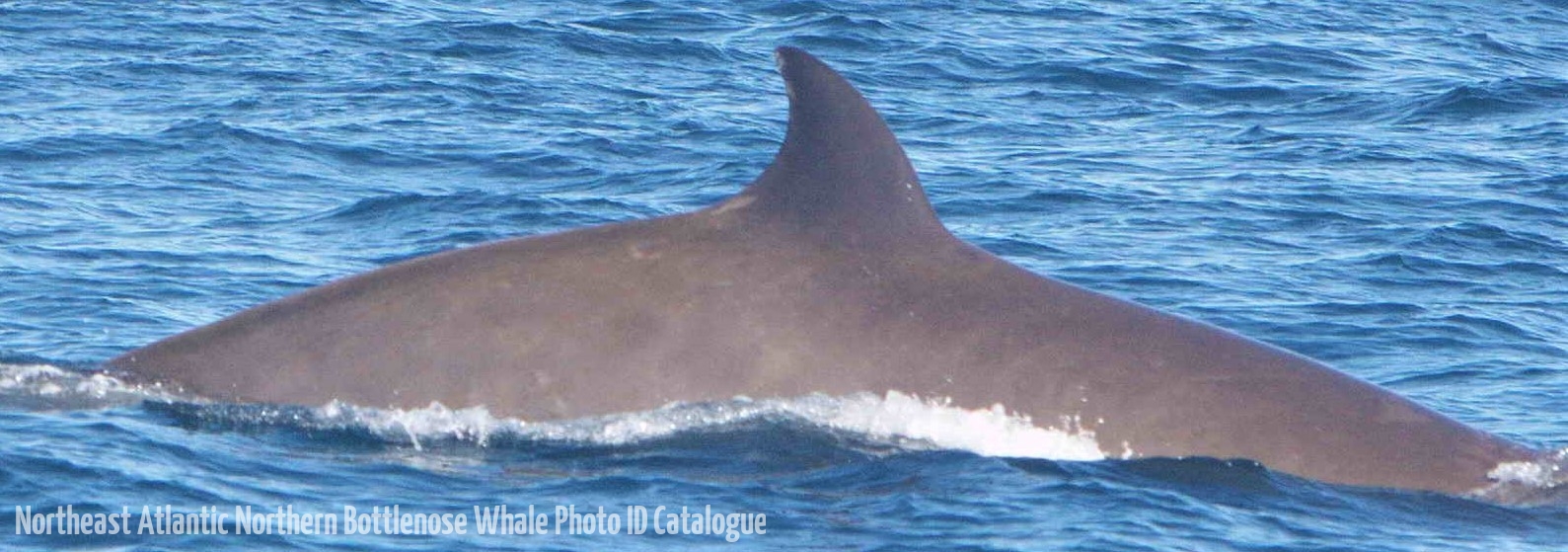 Whale ID: 0302,  Date taken: 15-06-2014,  Photographer: Saana Isojunno