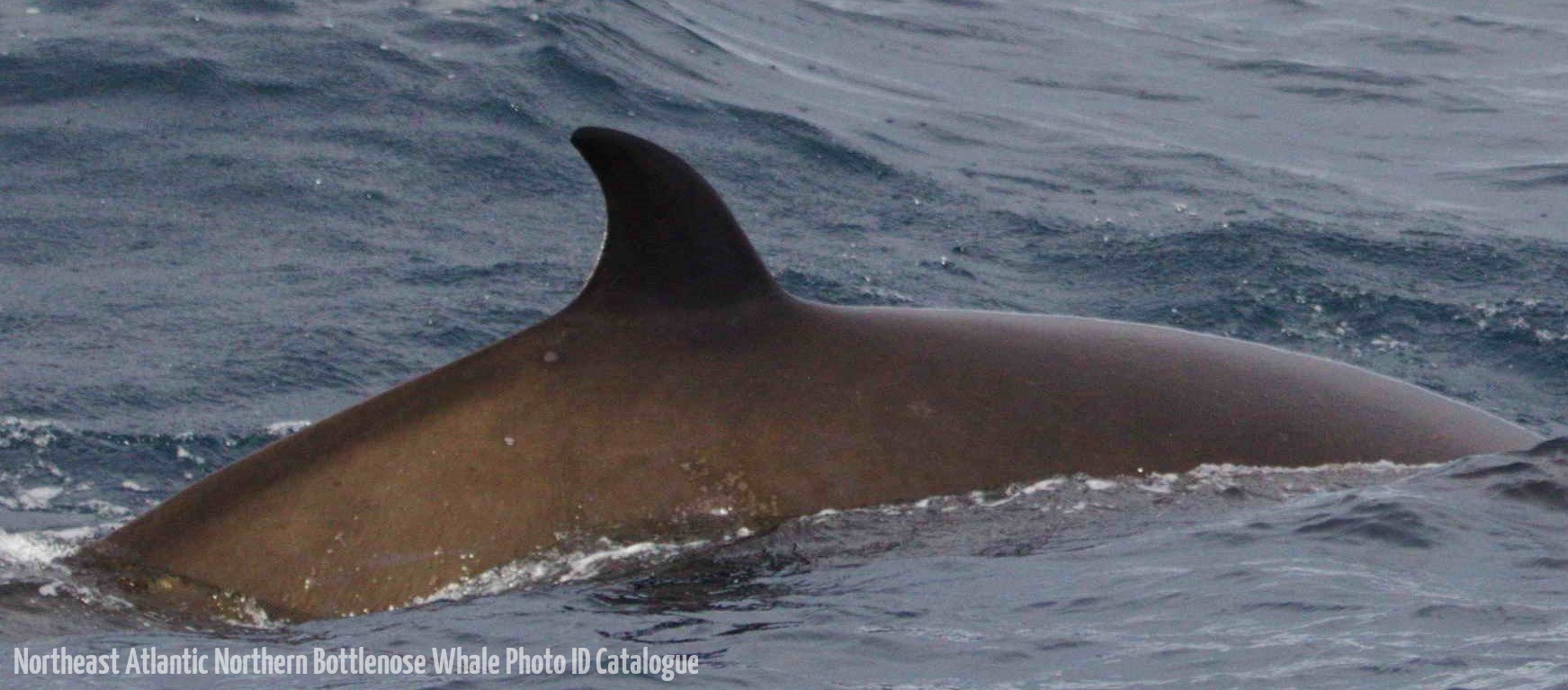 Whale ID: 0306,  Date taken: 22-06-2014,  Photographer: Lucia M. Martín López