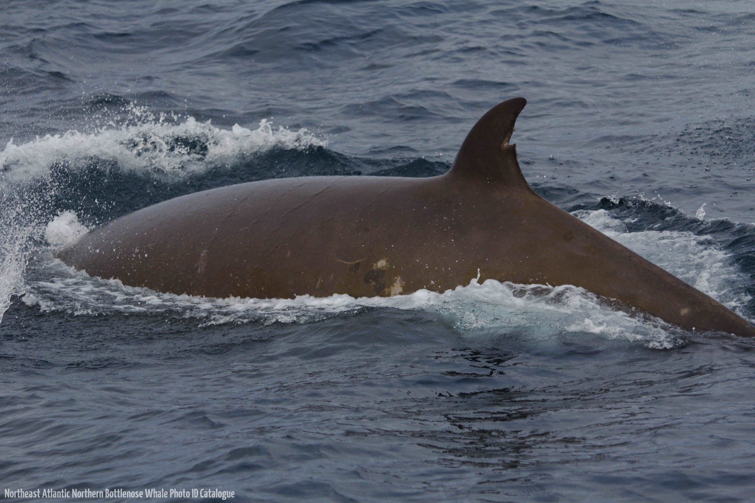 Whale ID: 0059,  Date taken: 22-06-2014,  Photographer: Lucia M. Martín López