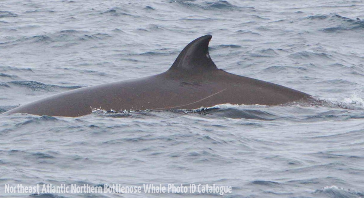 Whale ID: 0063,  Date taken: 23-06-2014,  Photographer: Kagari Aoki