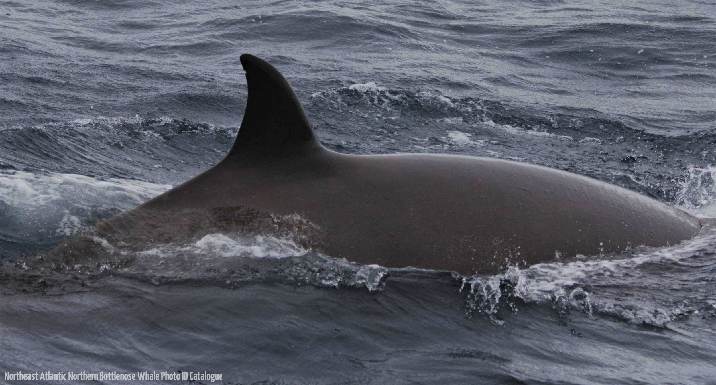 Whale ID: 0311,  Date taken: 24-06-2014,  Photographer: Lucia M. Martín López