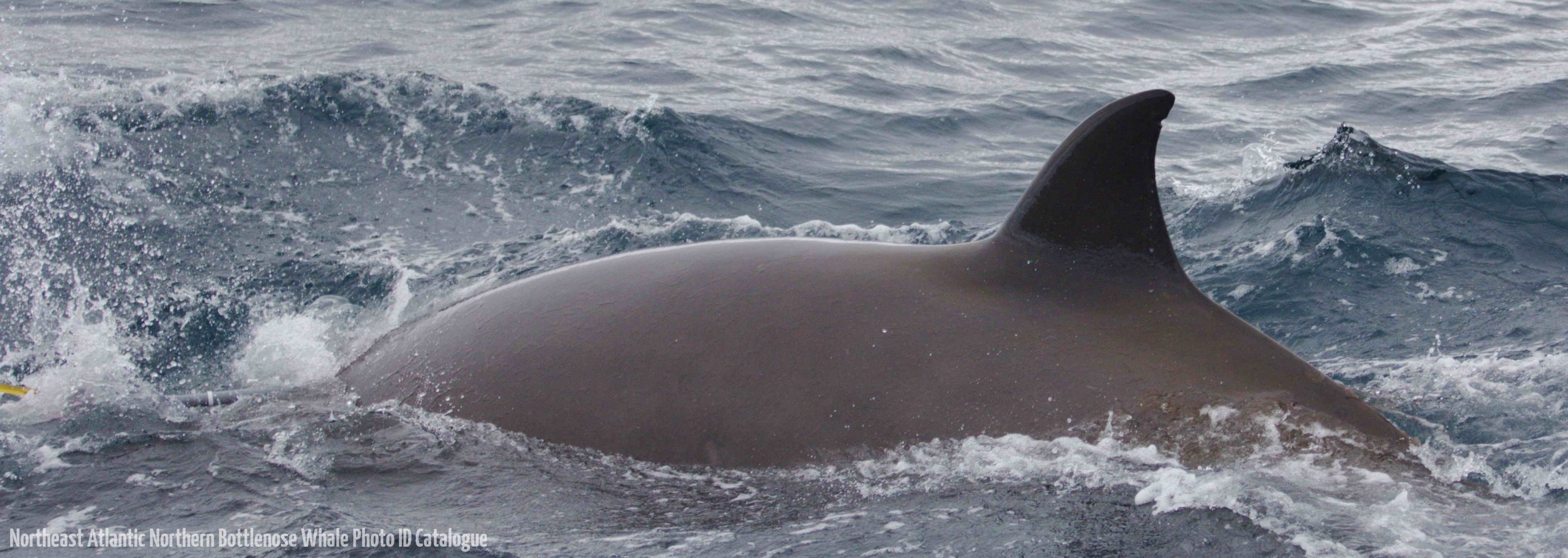 Whale ID: 0065,  Date taken: 24-06-2014,  Photographer: Lucia M. Martín López