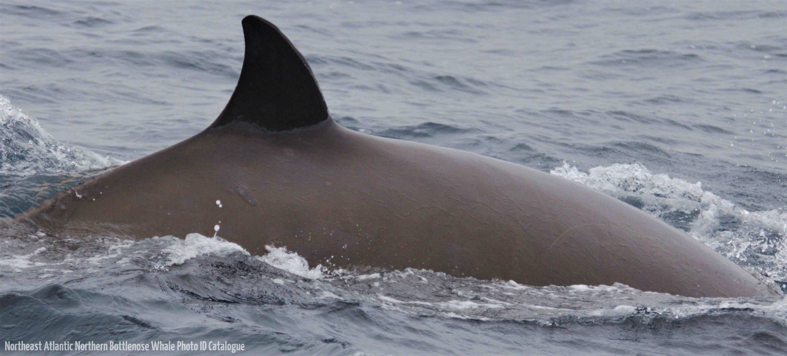 Whale ID: 0312,  Date taken: 24-06-2014,  Photographer: Lucia M. Martín López