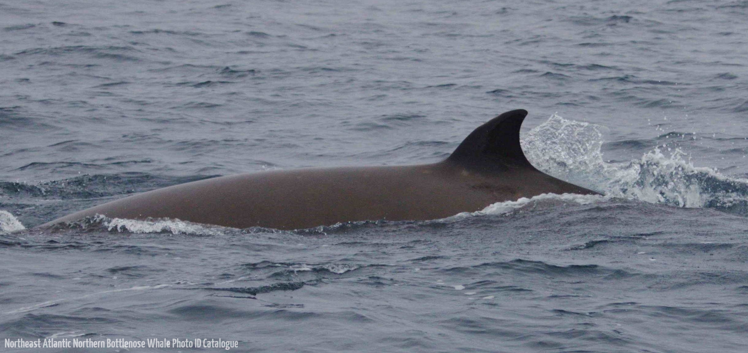 Whale ID: 0067,  Date taken: 24-06-2014,  Photographer: Lucia M. Martín López