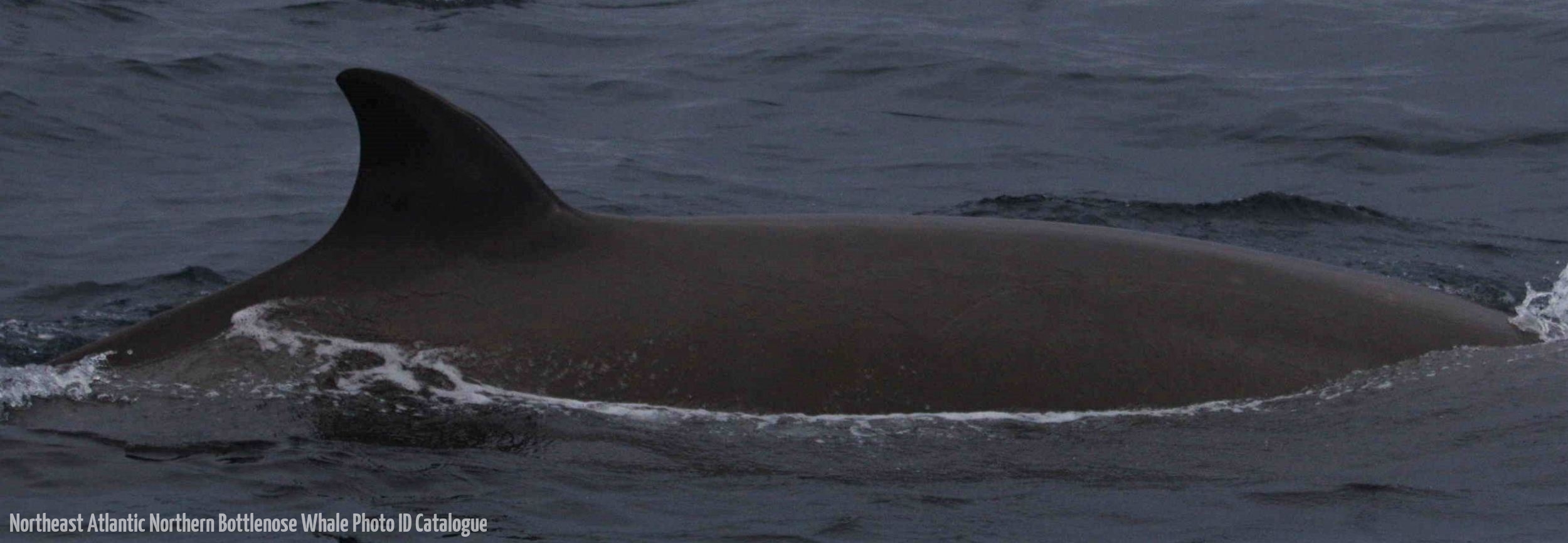 Whale ID: 0310,  Date taken: 24-06-2014,  Photographer: Lucia M. Martín López