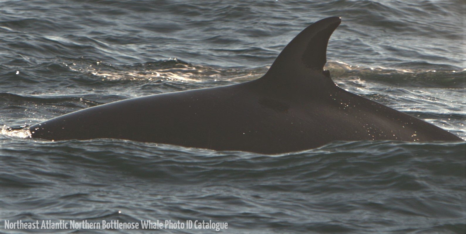 Whale ID: 0068,  Date taken: 15-06-2015,  Photographer: Tomoko Narazaki