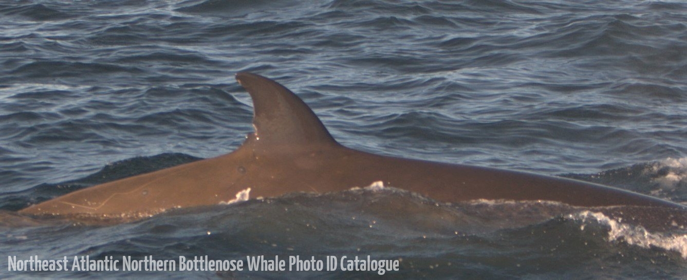 Whale ID: 0314,  Date taken: 15-06-2015,  Photographer: Tomoko Narazaki